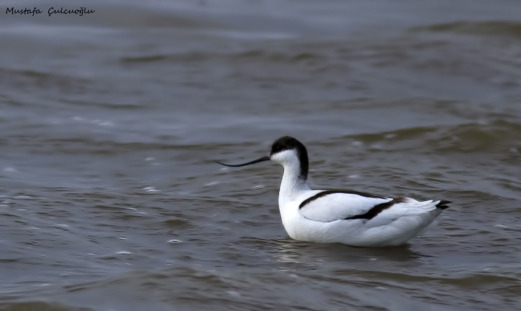 Pied Avocet
