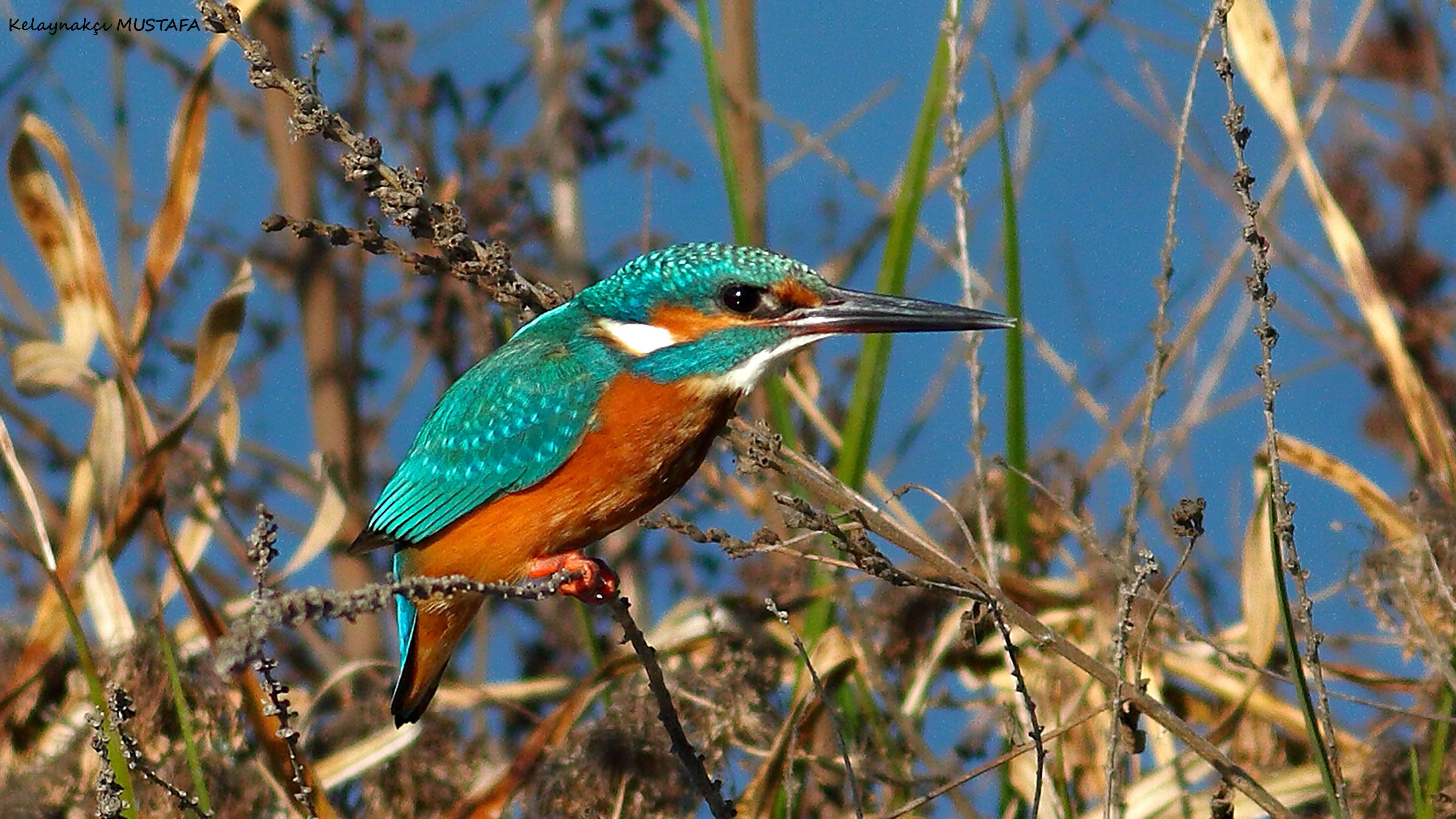 Common Kingfisher