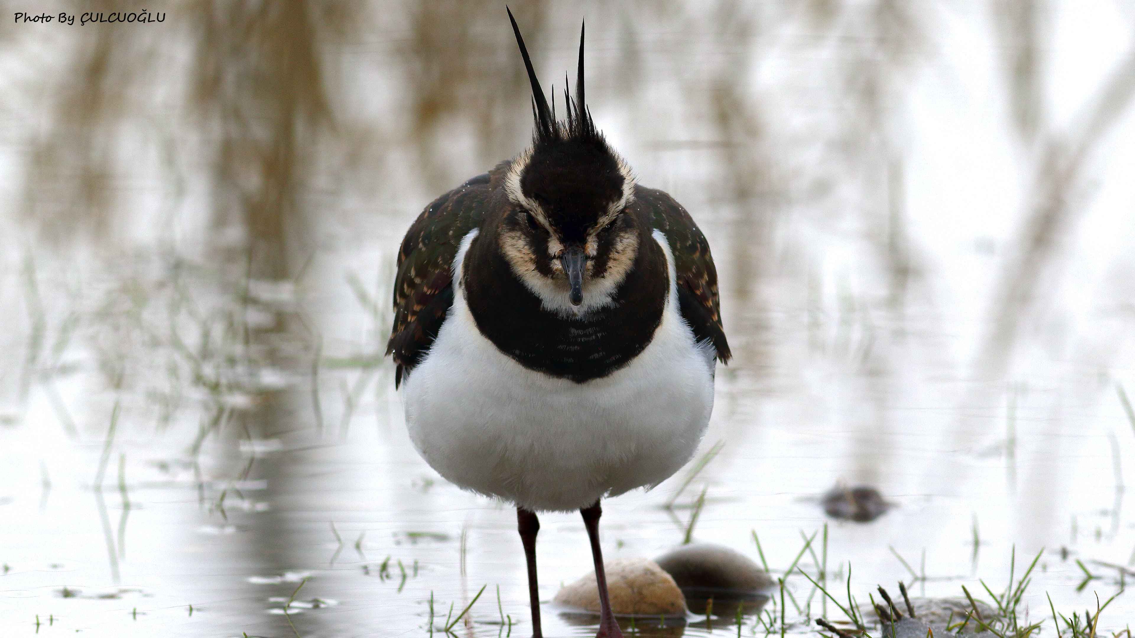 Northern Lapwing