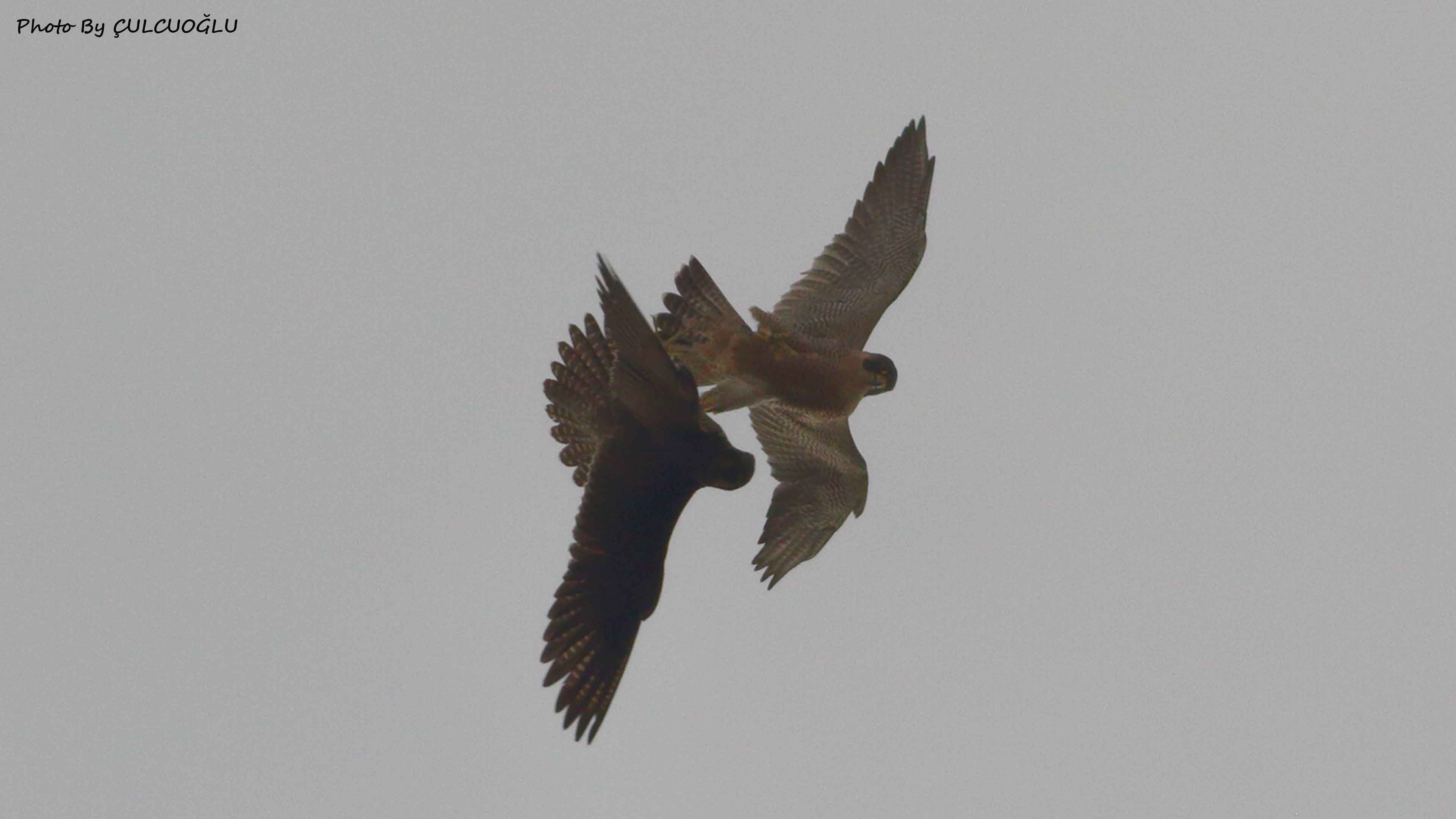 Peregrine Falcon