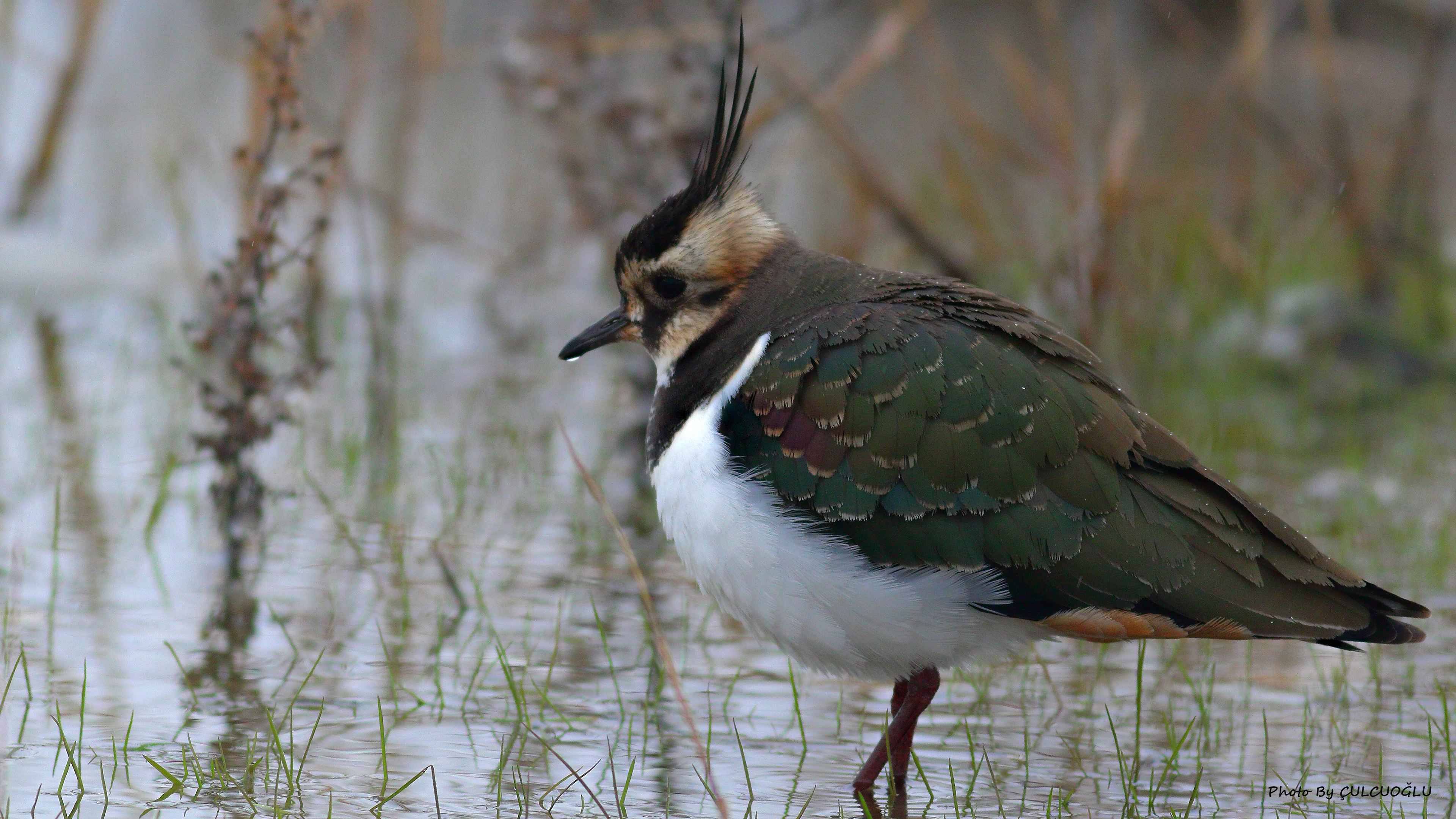 Northern Lapwing