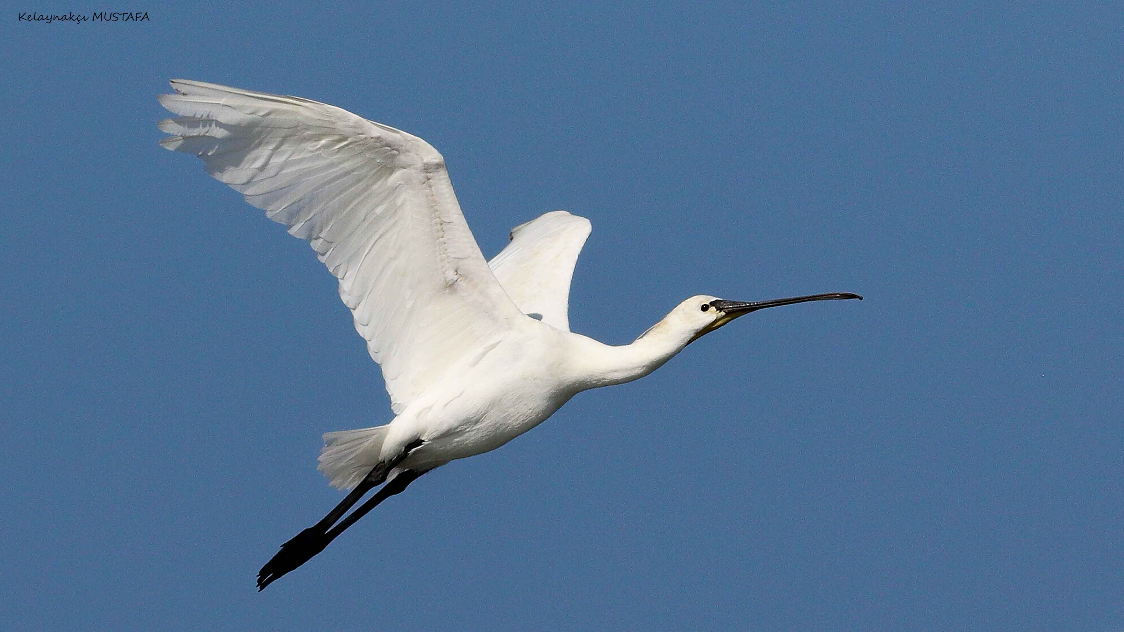 Eurasian Spoonbill