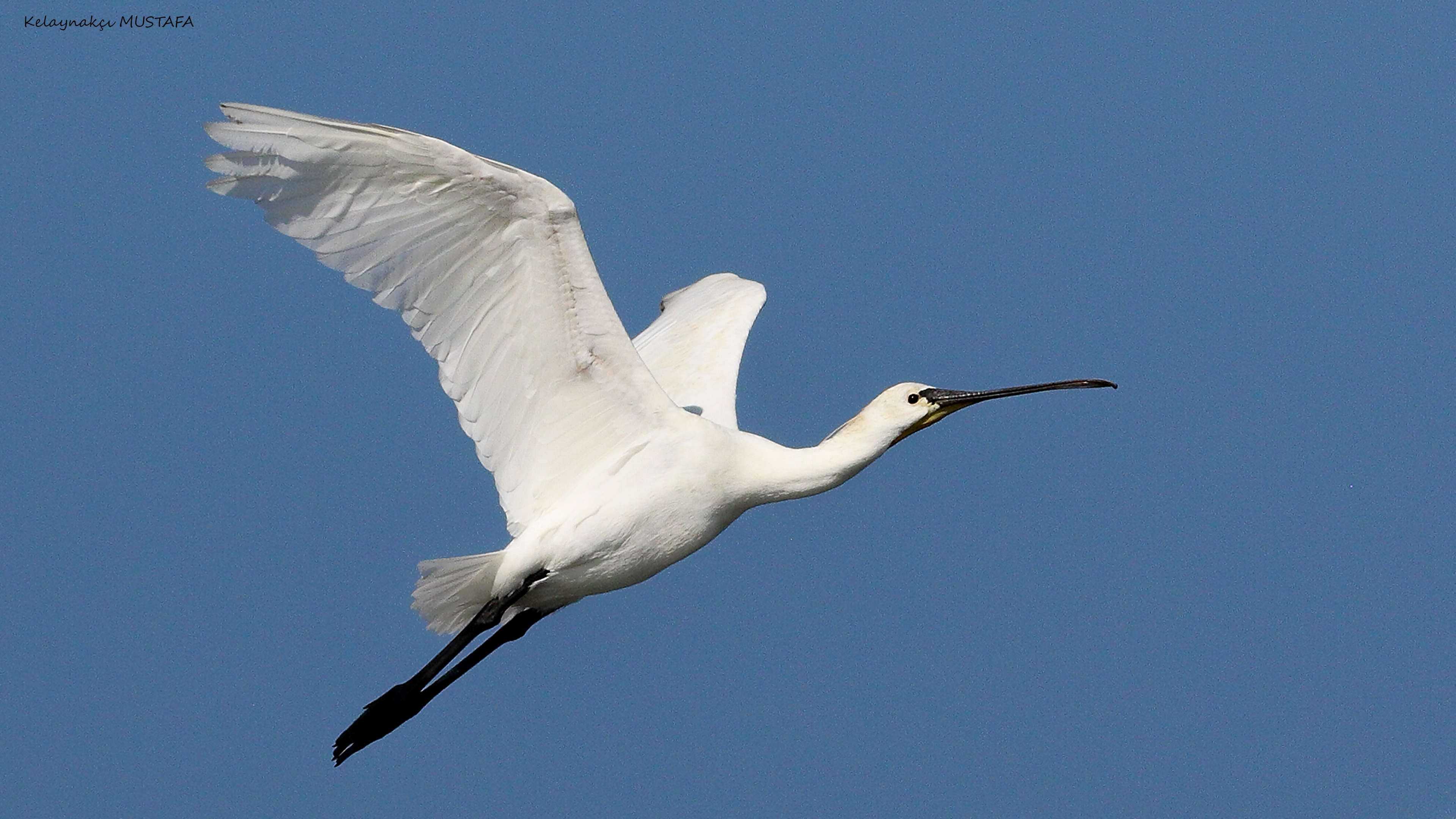 Eurasian Spoonbill