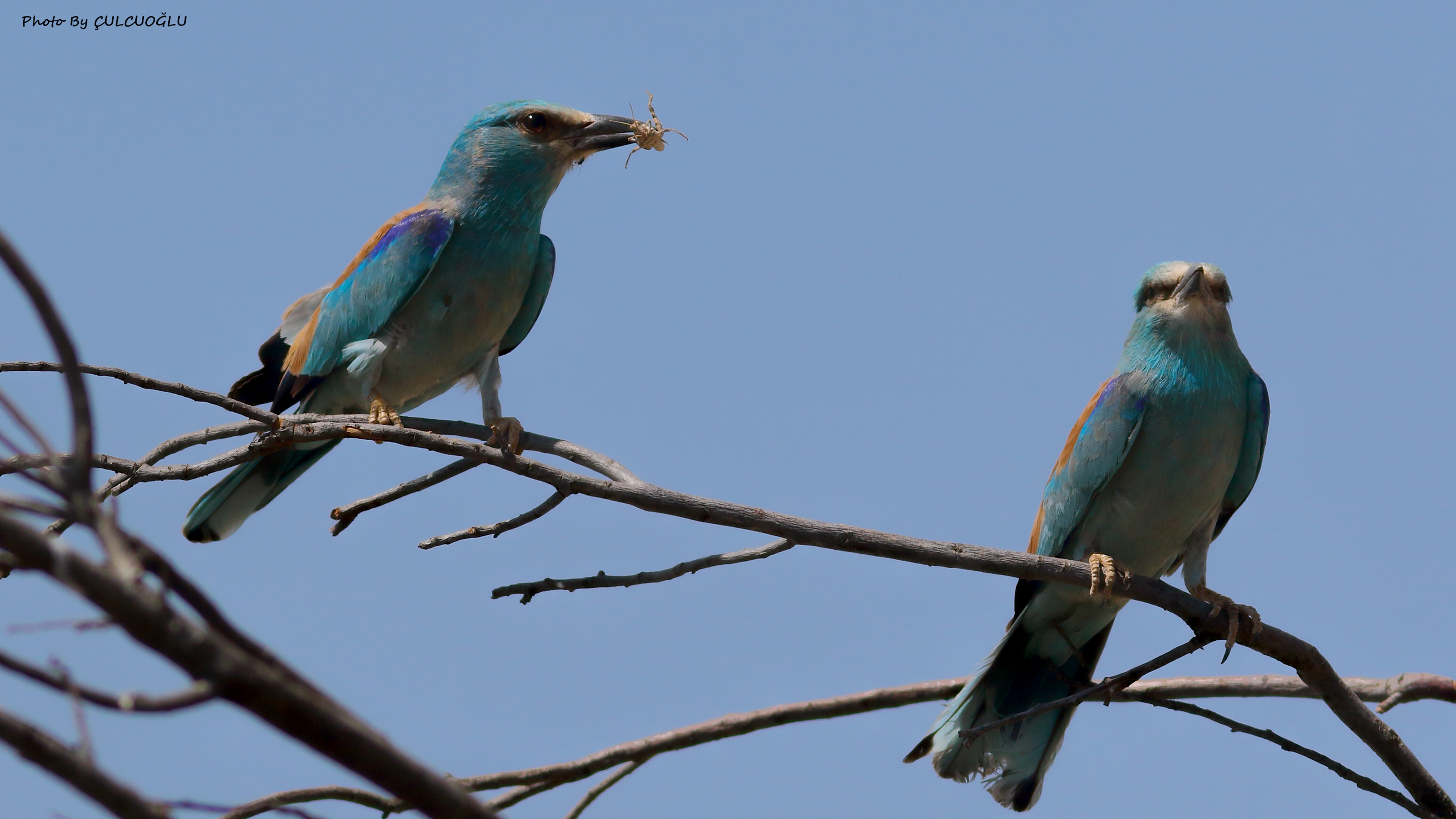 European Roller
