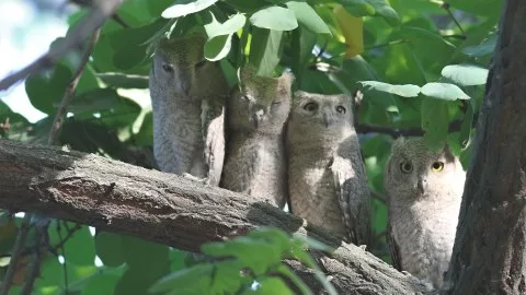 Kurtarılan fotoğraf - tür kontrolü gerekli