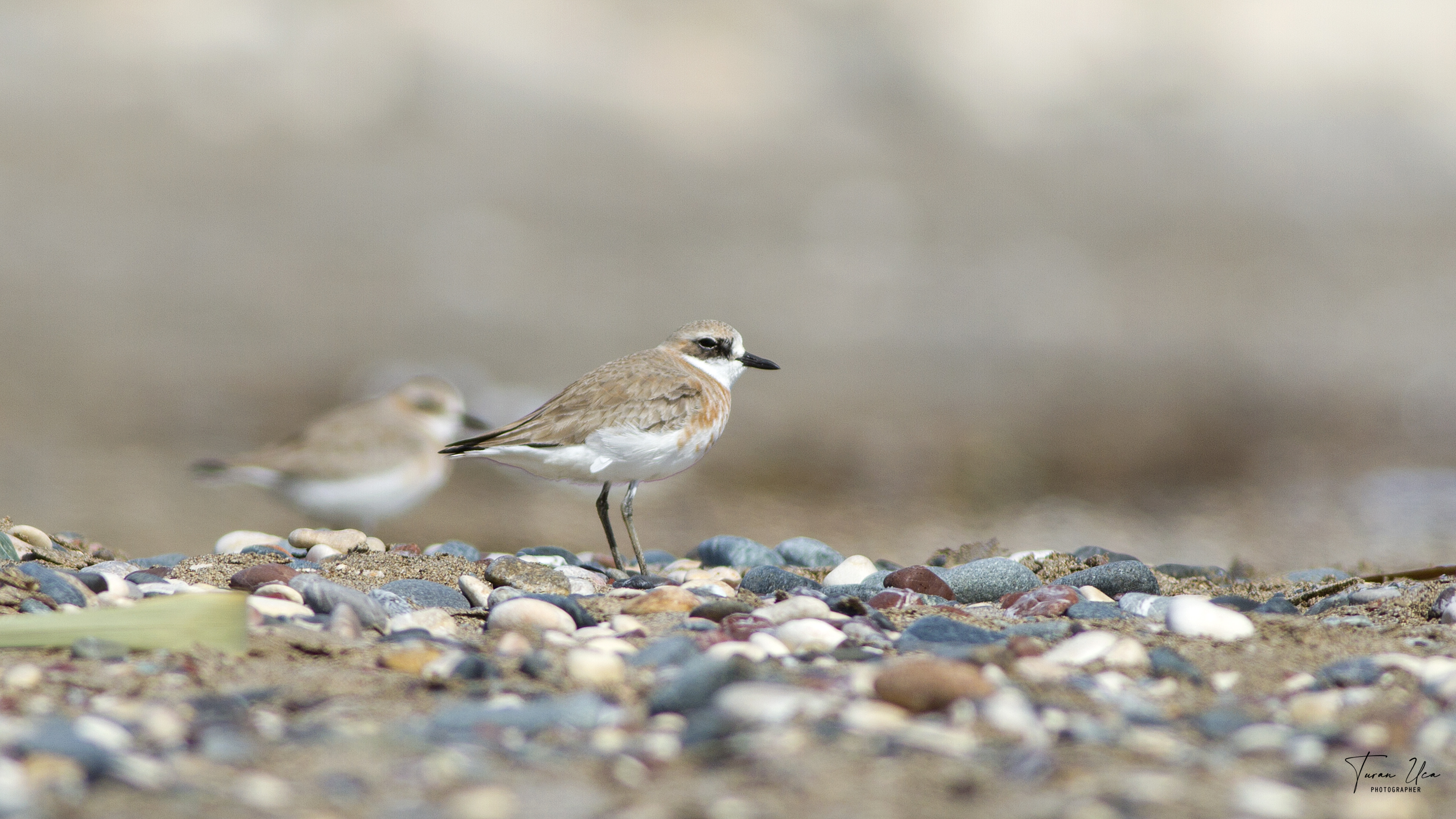 Greater Sand-Plover