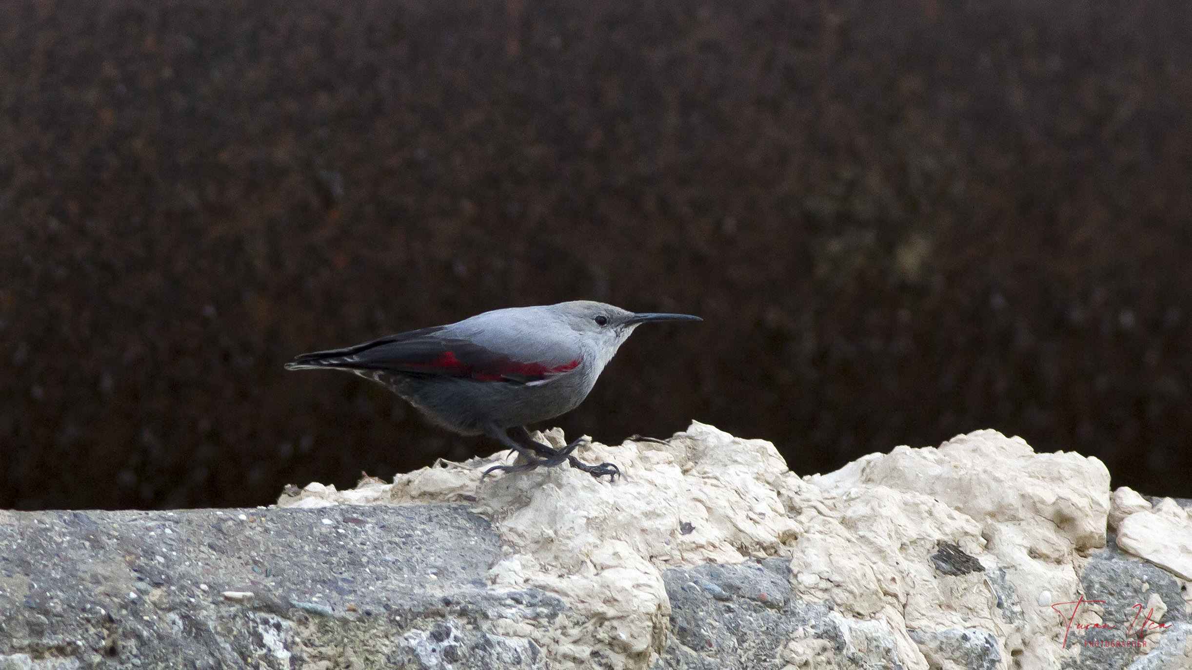Wallcreeper