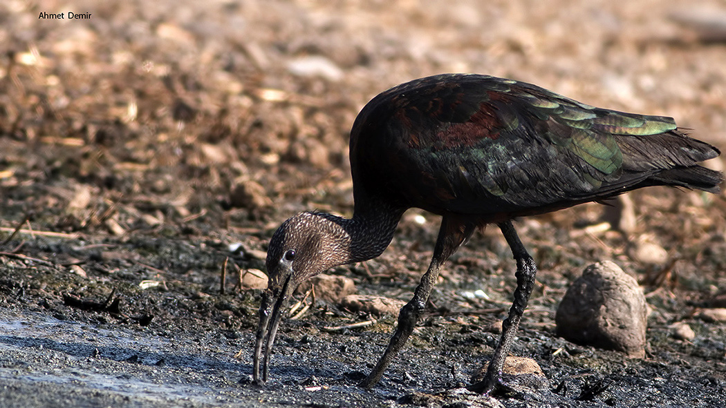Glossy Ibis