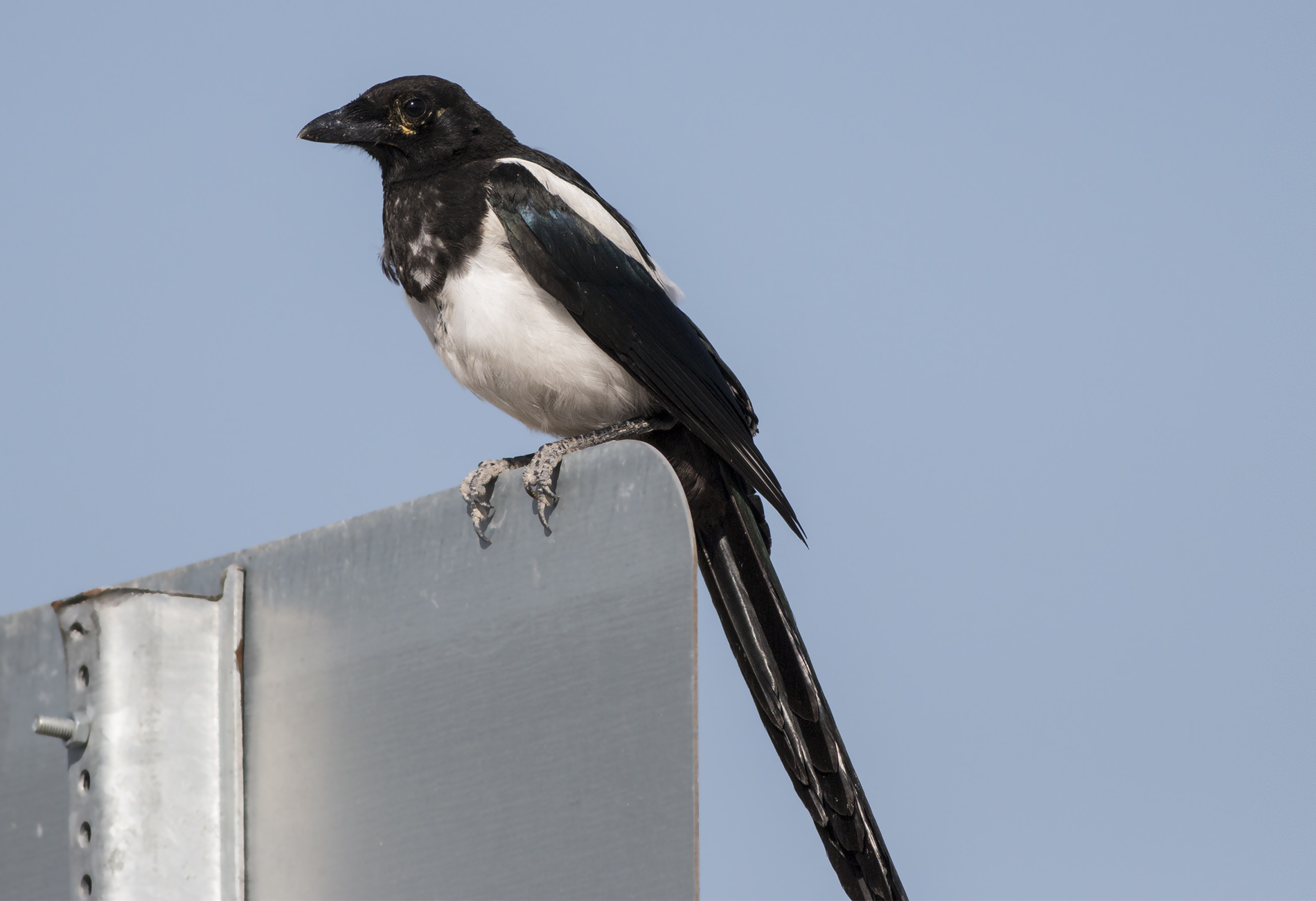 Eurasian Magpie