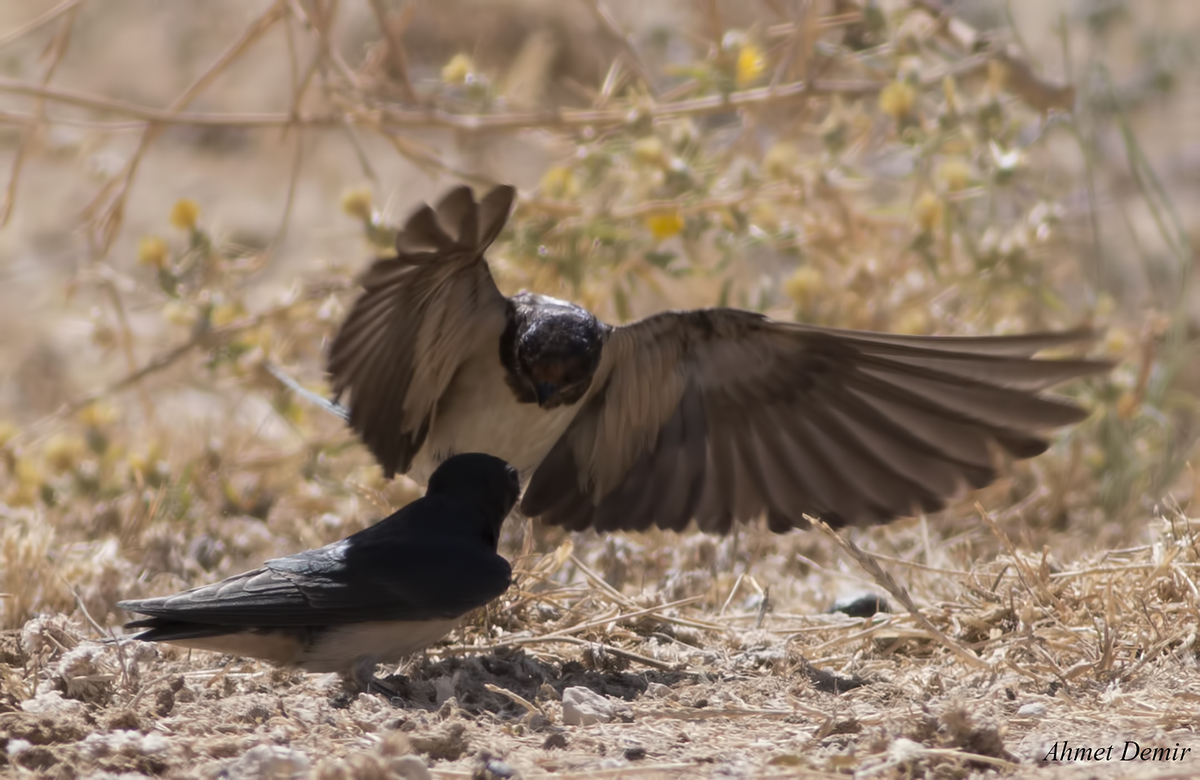 Barn Swallow