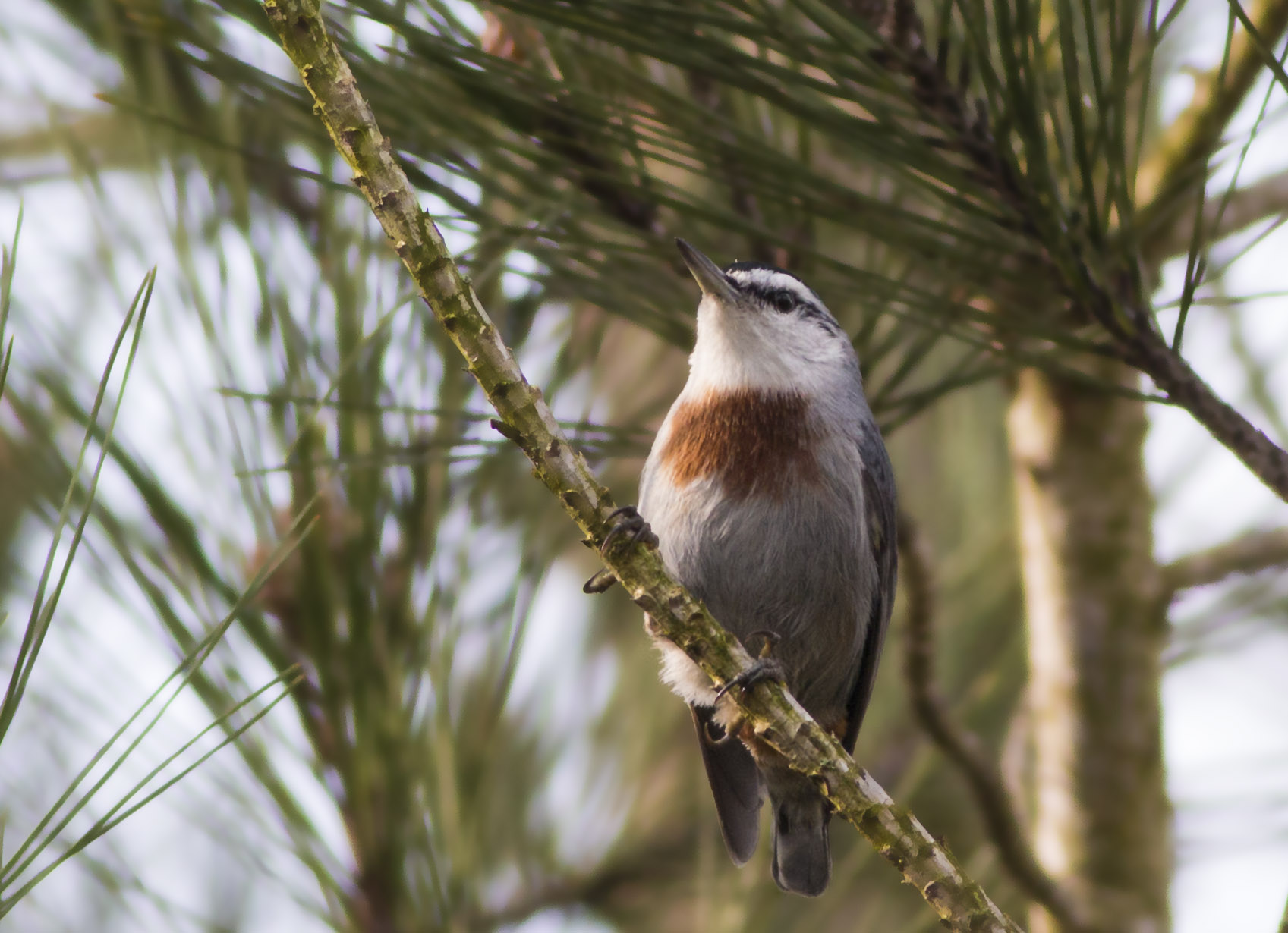 Krüper's Nuthatch