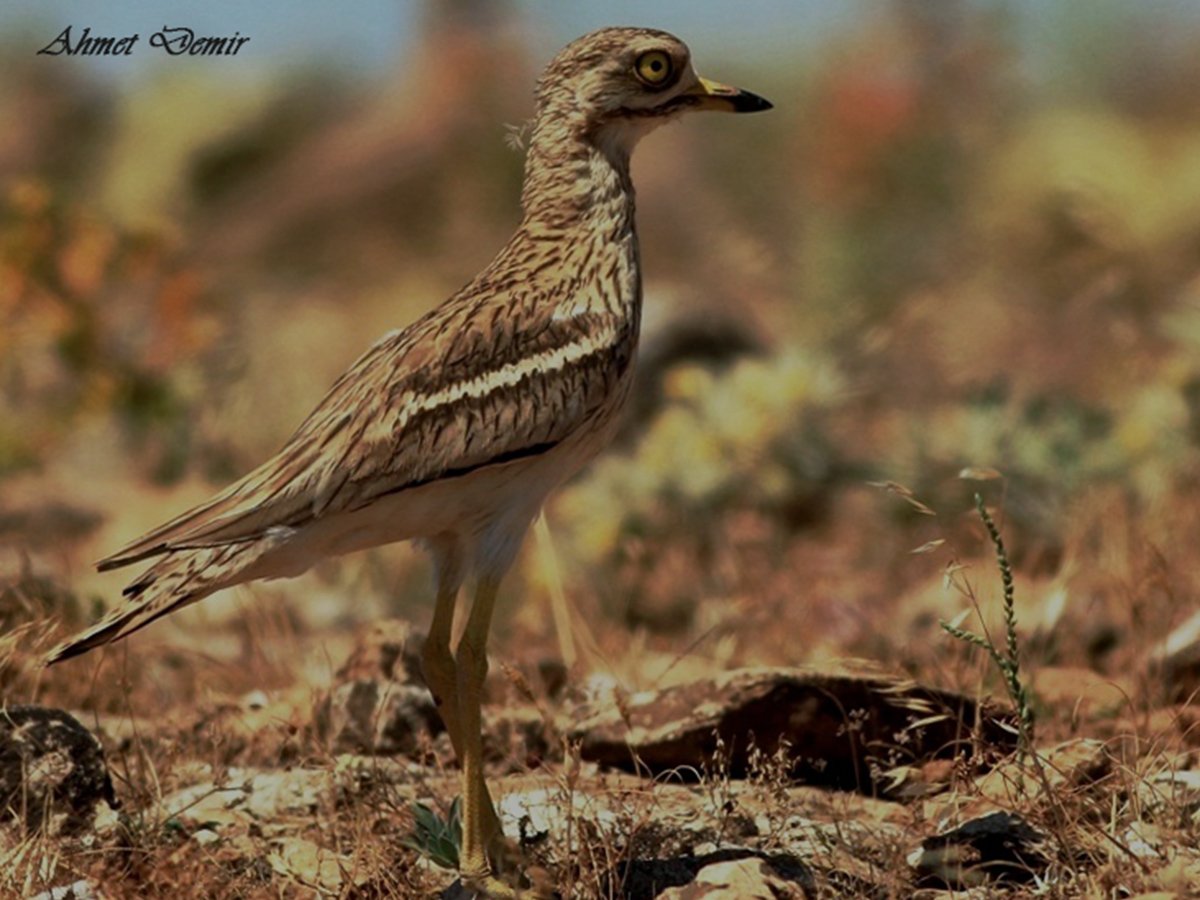 Eurasian Thick-knee