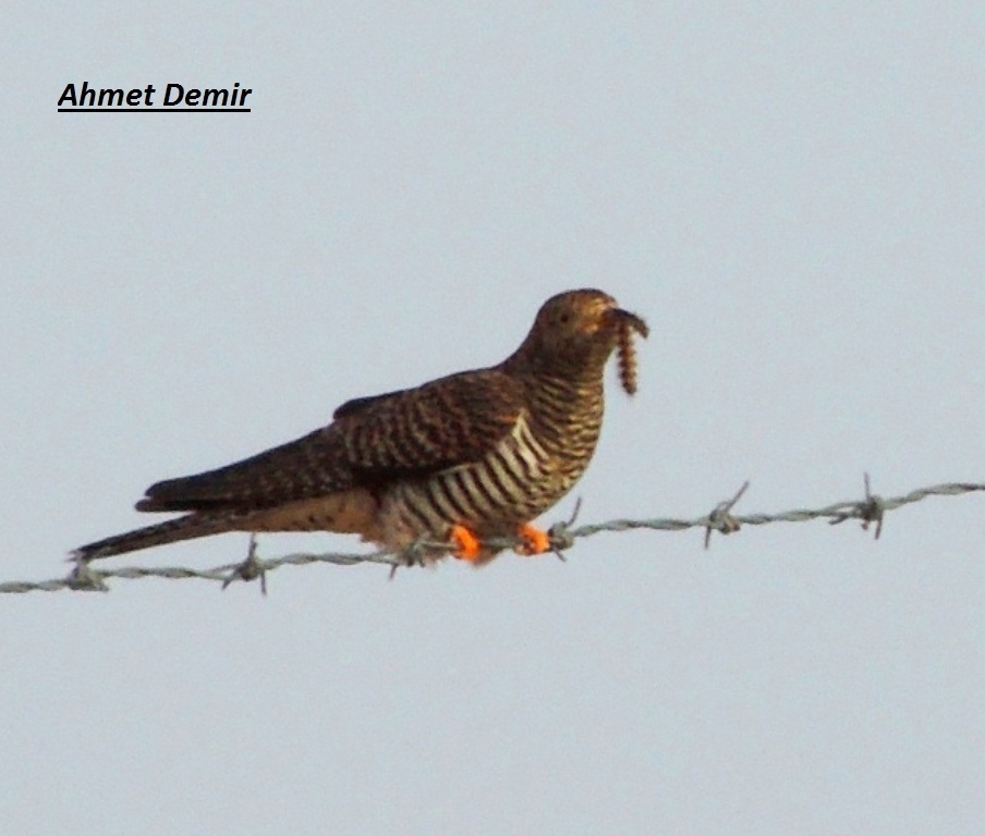 Common Cuckoo