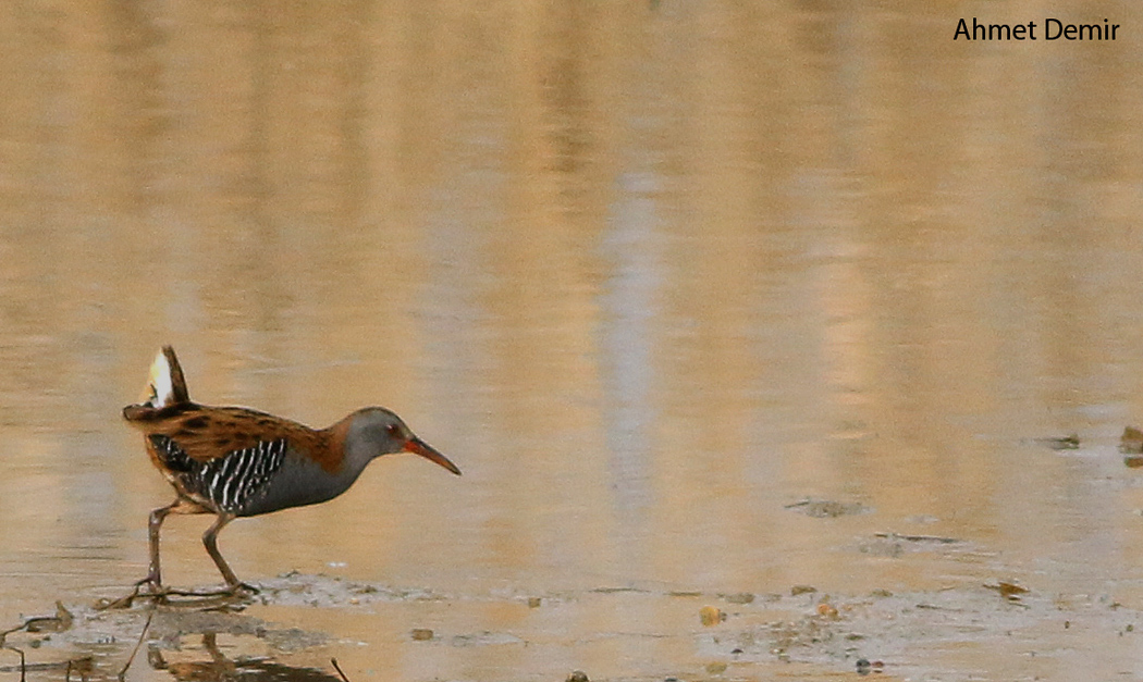 Water Rail