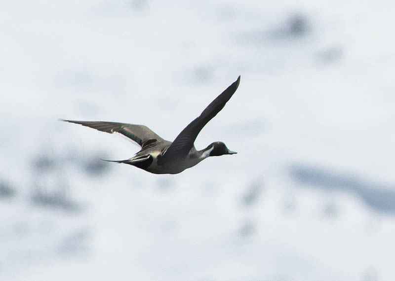 Northern Pintail