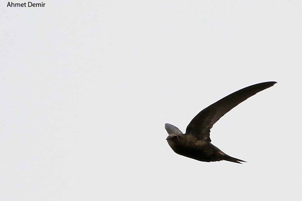 Common Swift