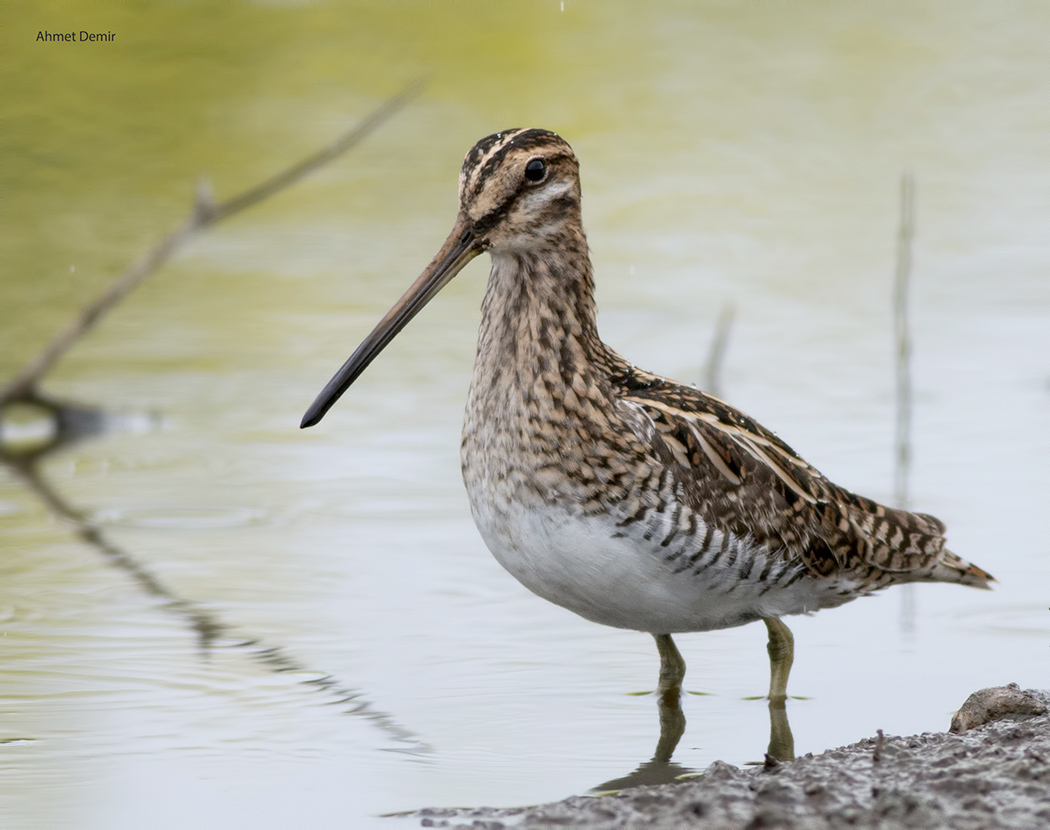 Common Snipe