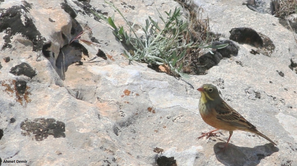 Ortolan Bunting