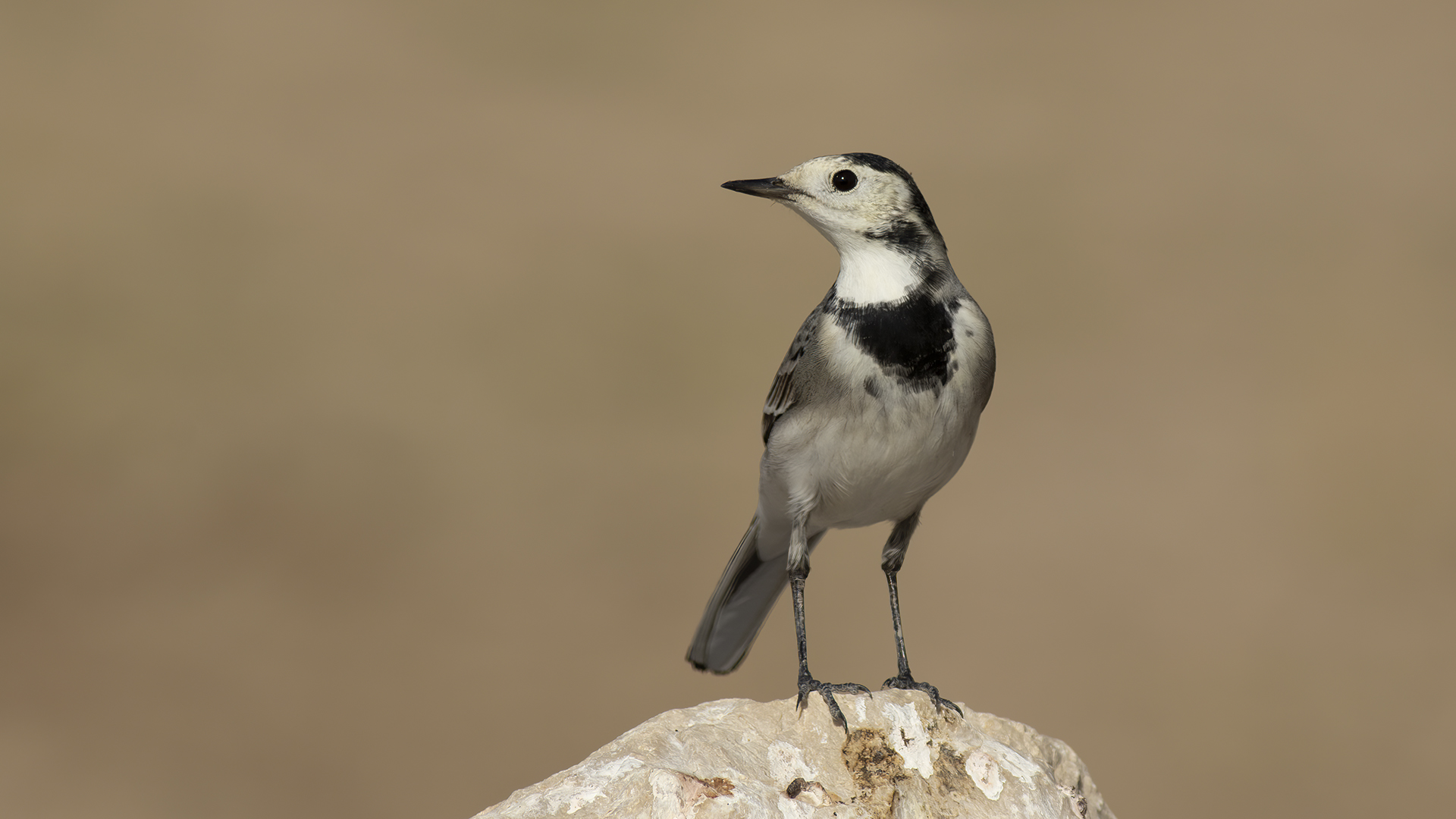 White Wagtail