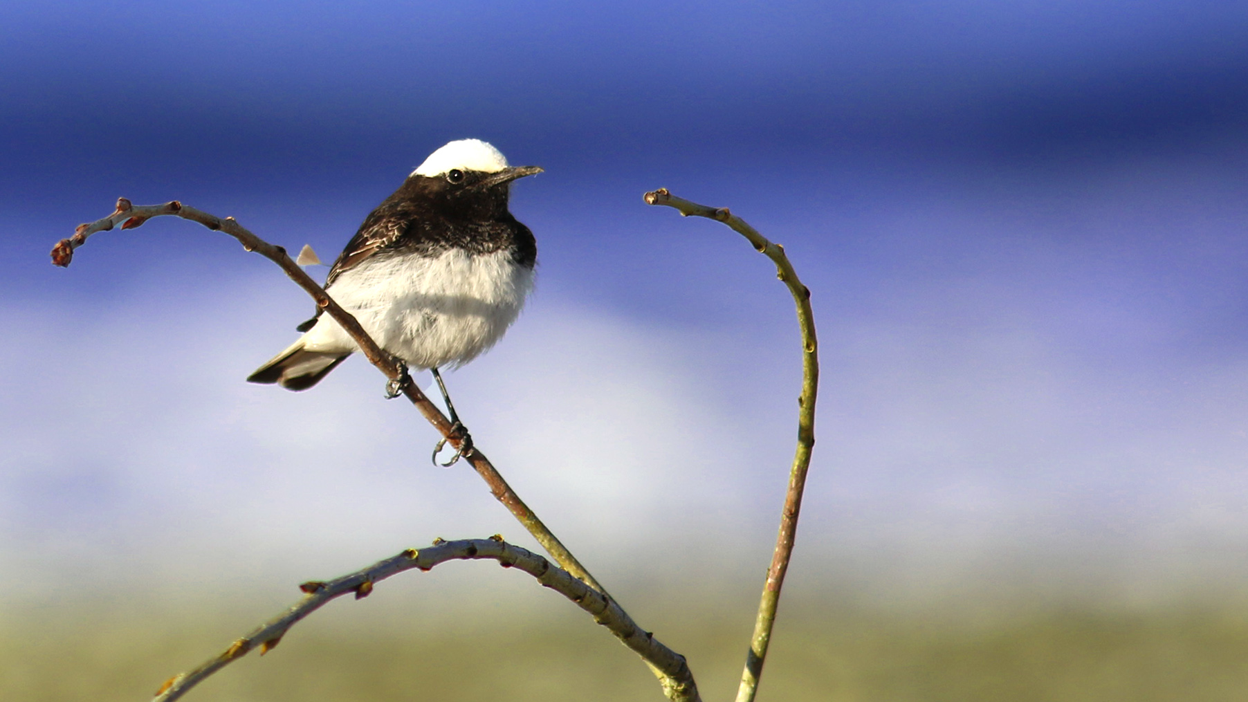 Hooded Wheatear