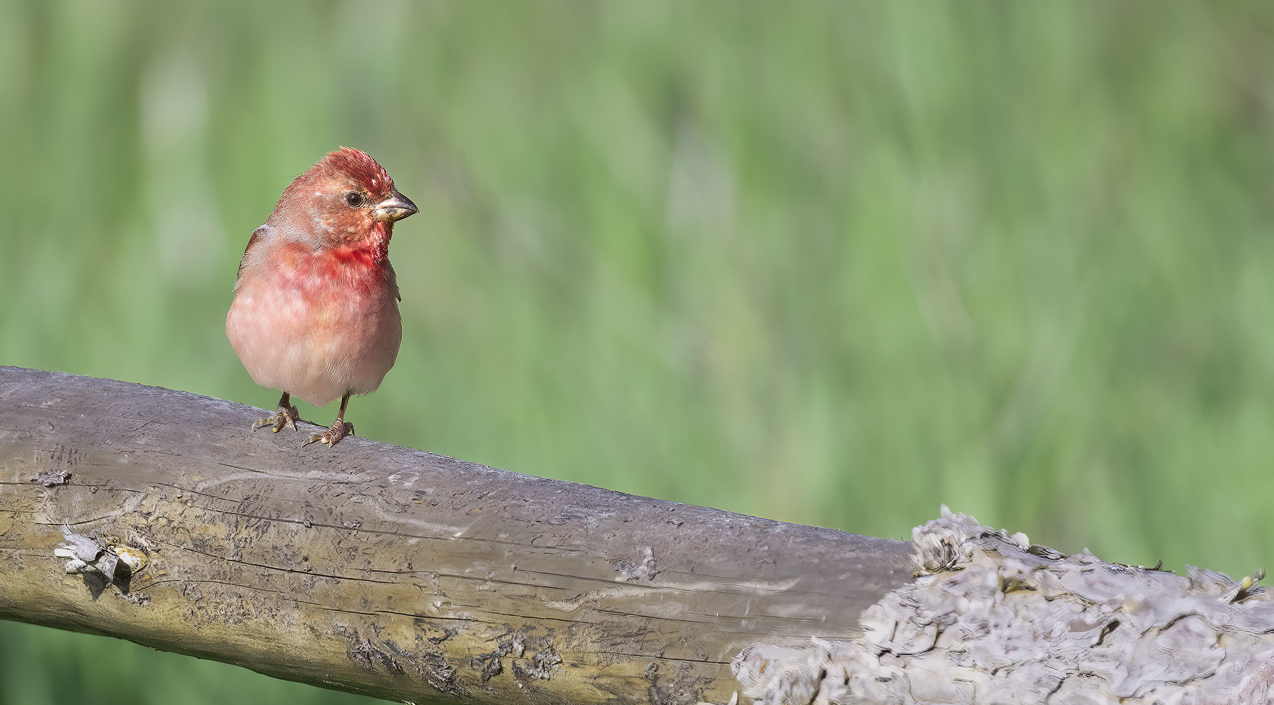 Common Rosefinch
