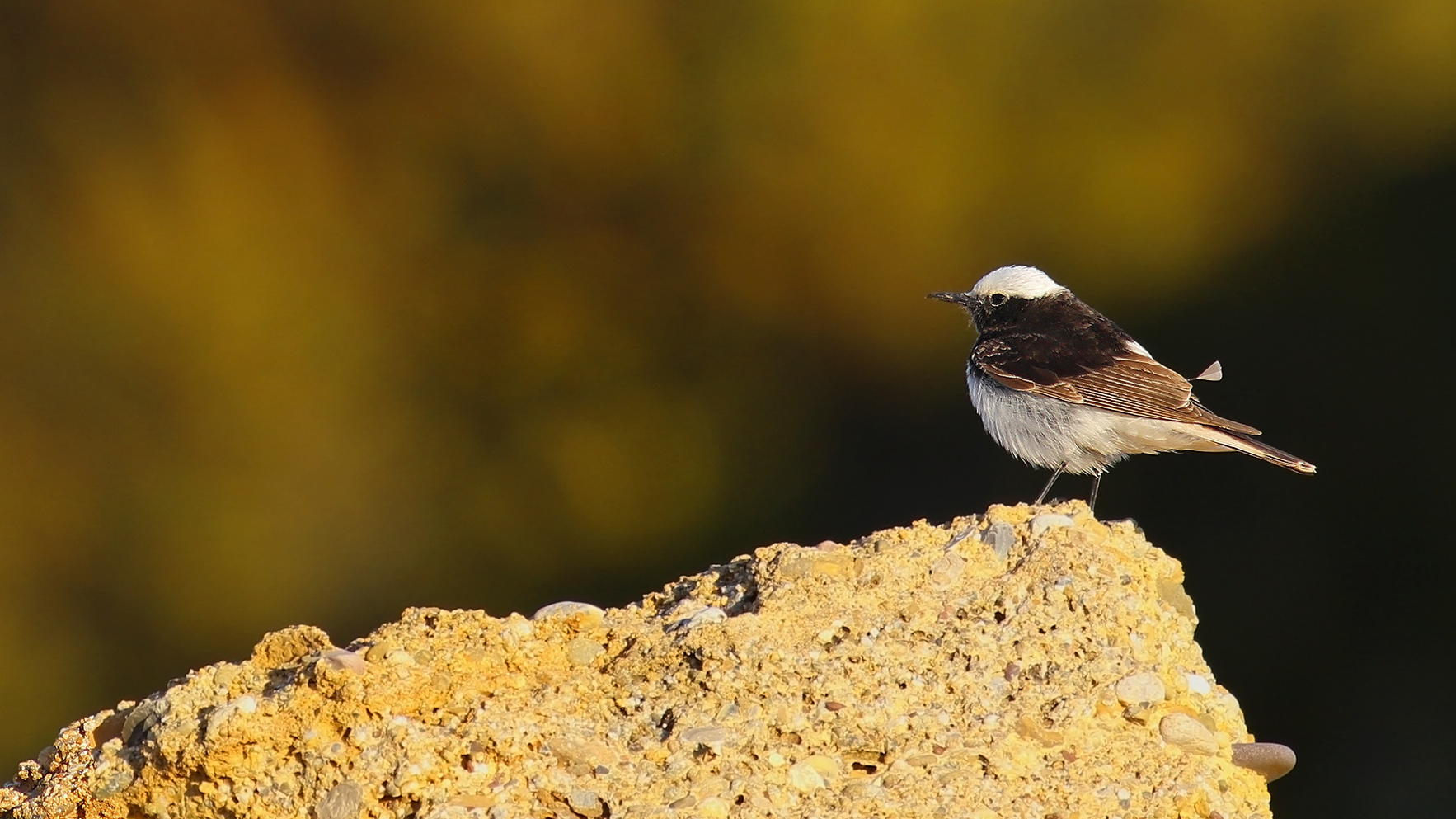 Hooded Wheatear