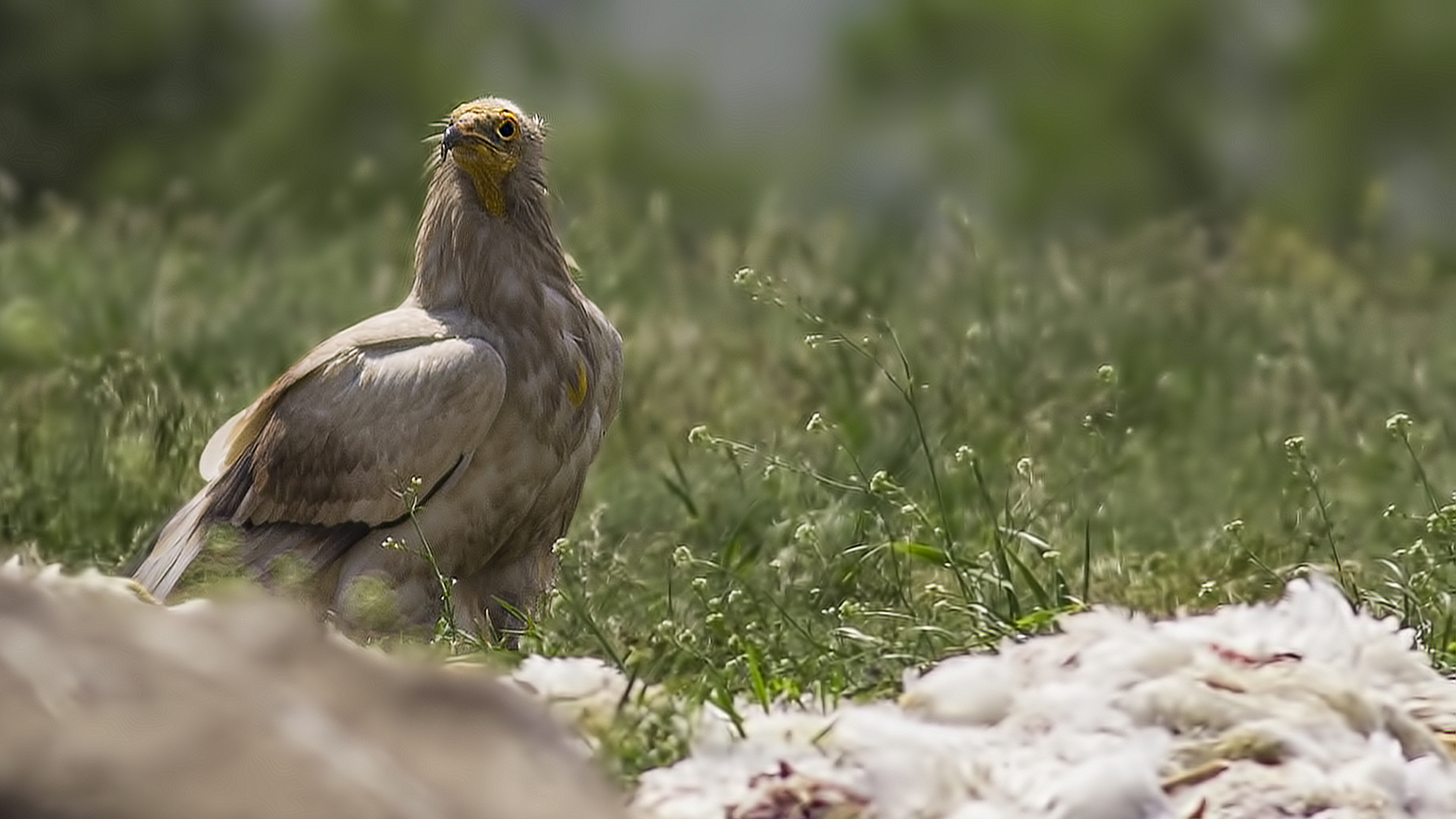 Egyptian Vulture