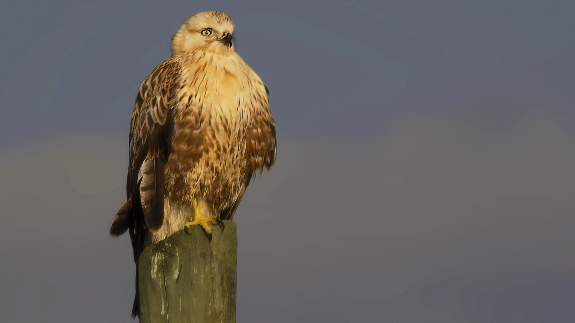 Long-legged Buzzard