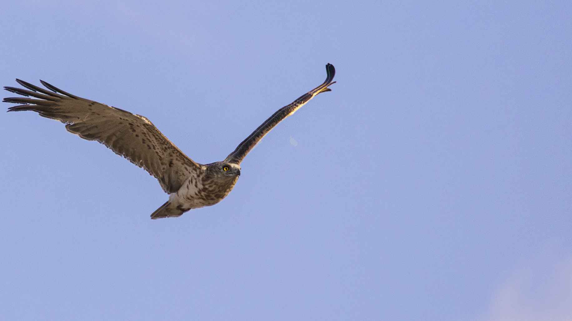 Short-toed Snake-Eagle
