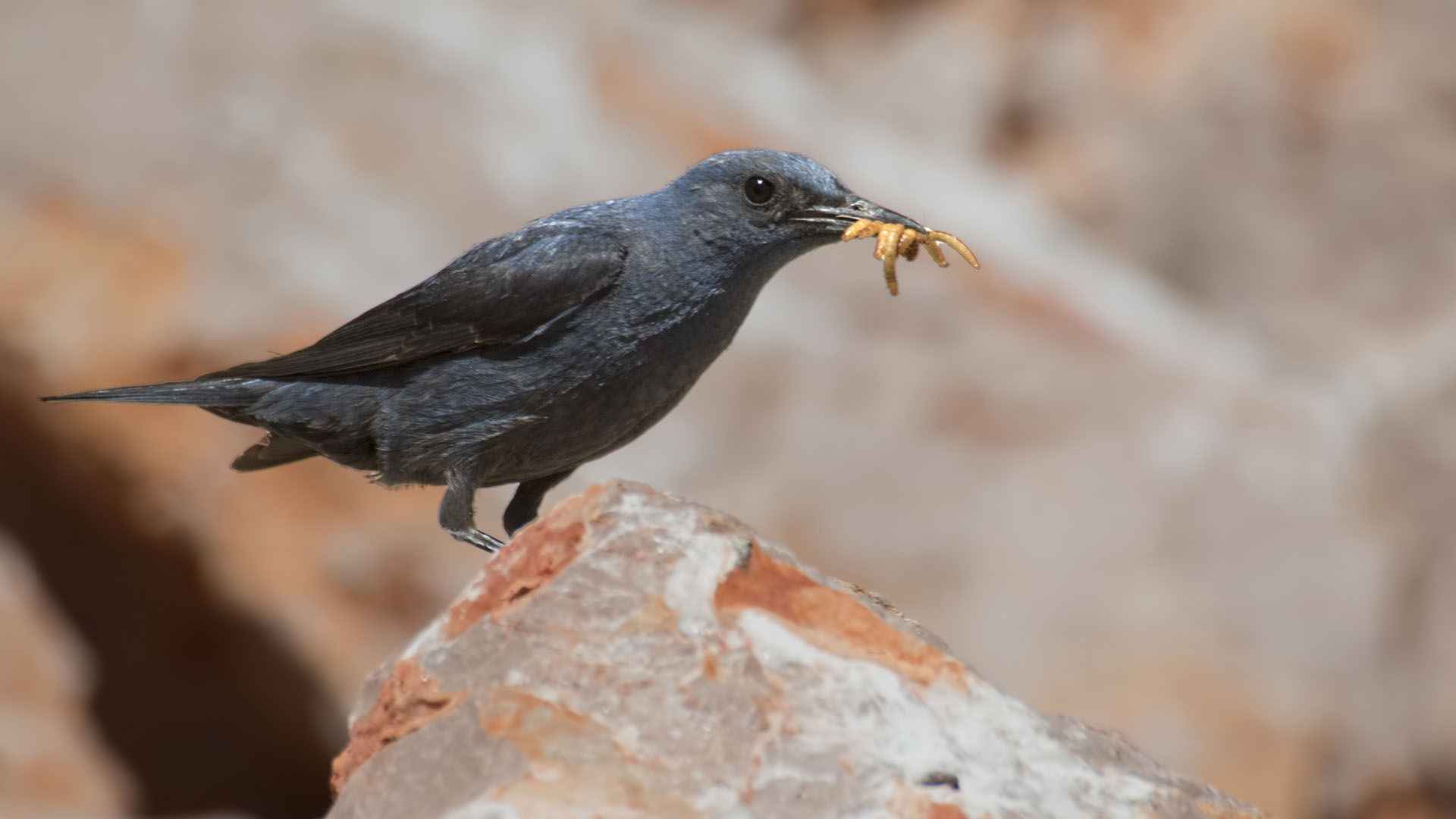 Blue Rock-Thrush