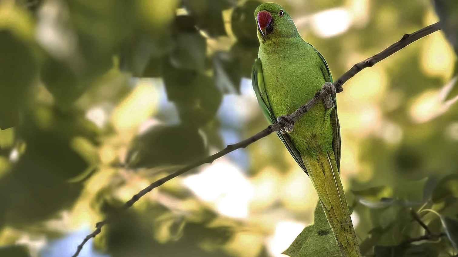 Rose-ringed Parakeet