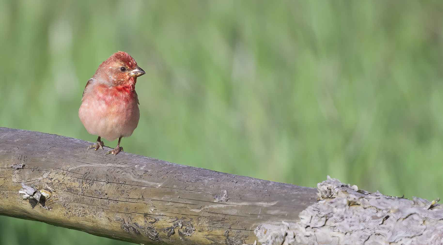 Common Rosefinch