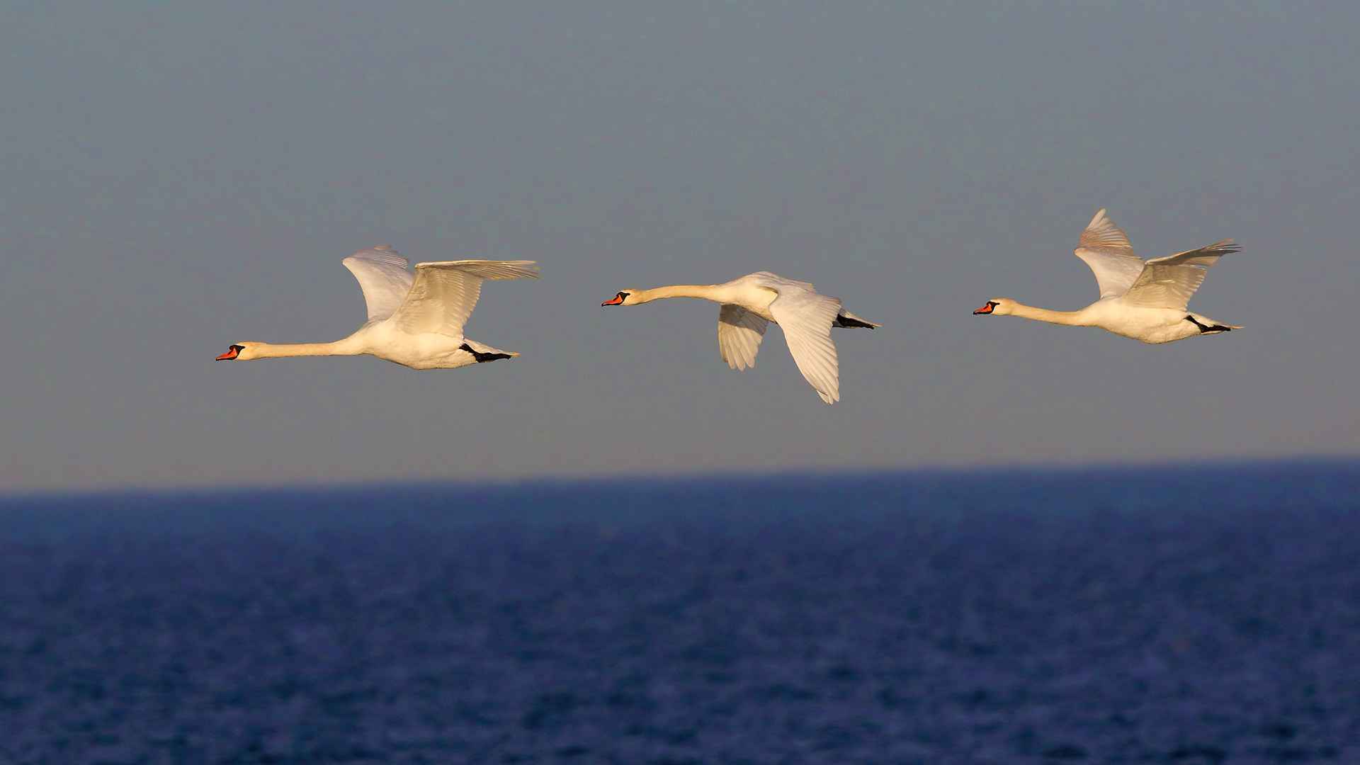 Kuğu