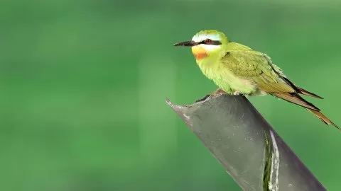 Yeşil arıkuşu