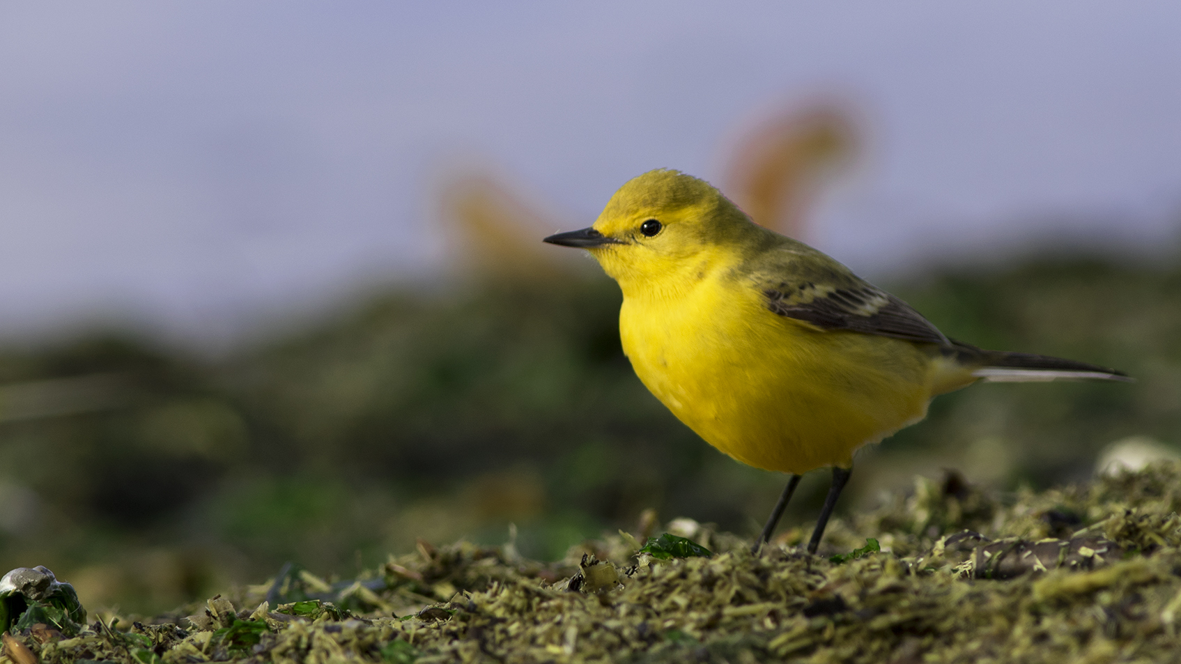 Citrine Wagtail