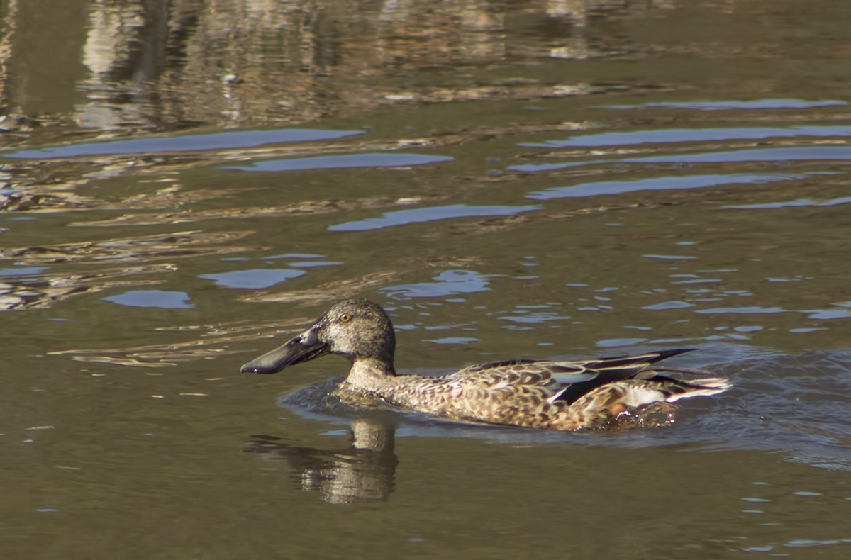 Northern Shoveler
