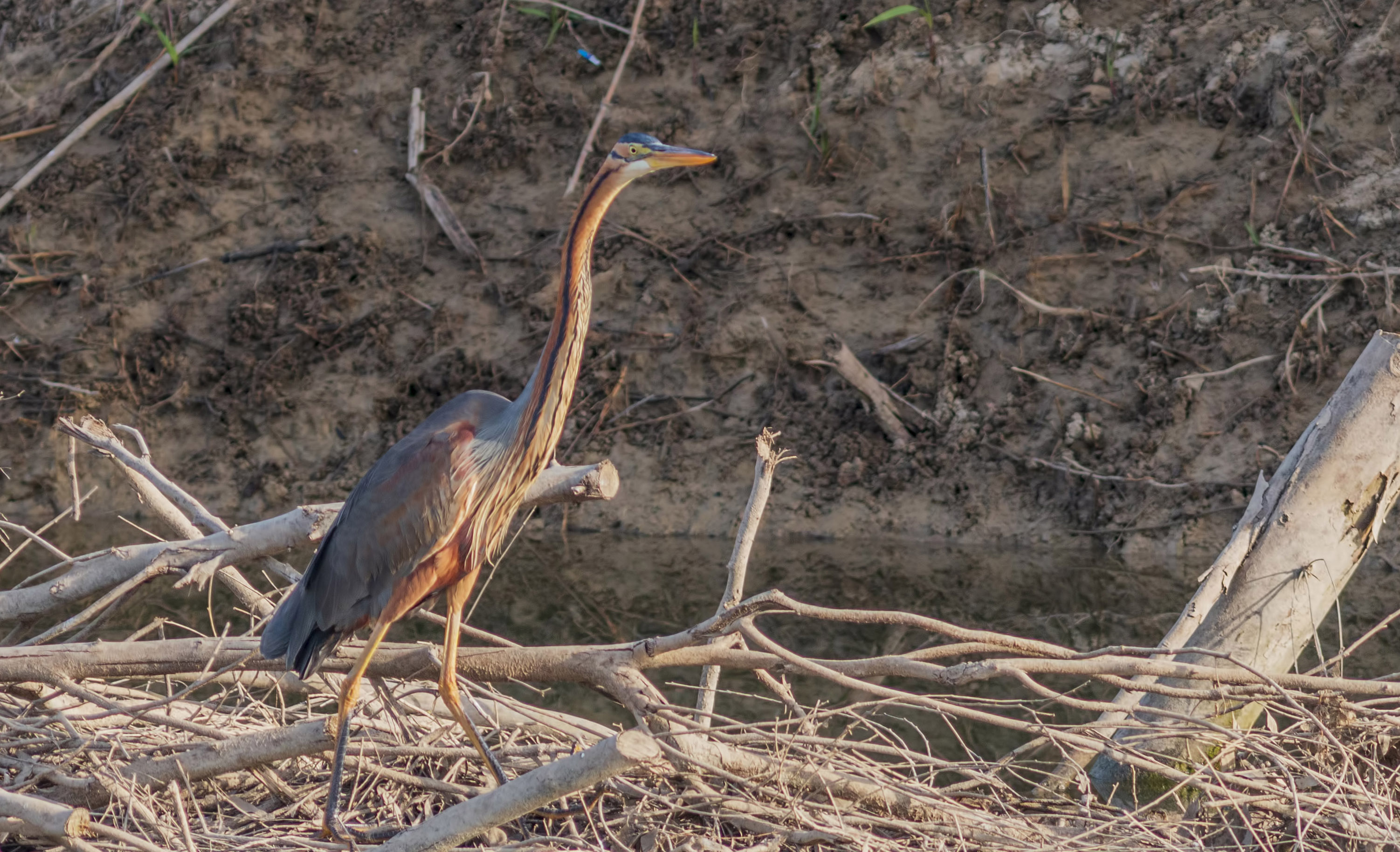 Purple Heron