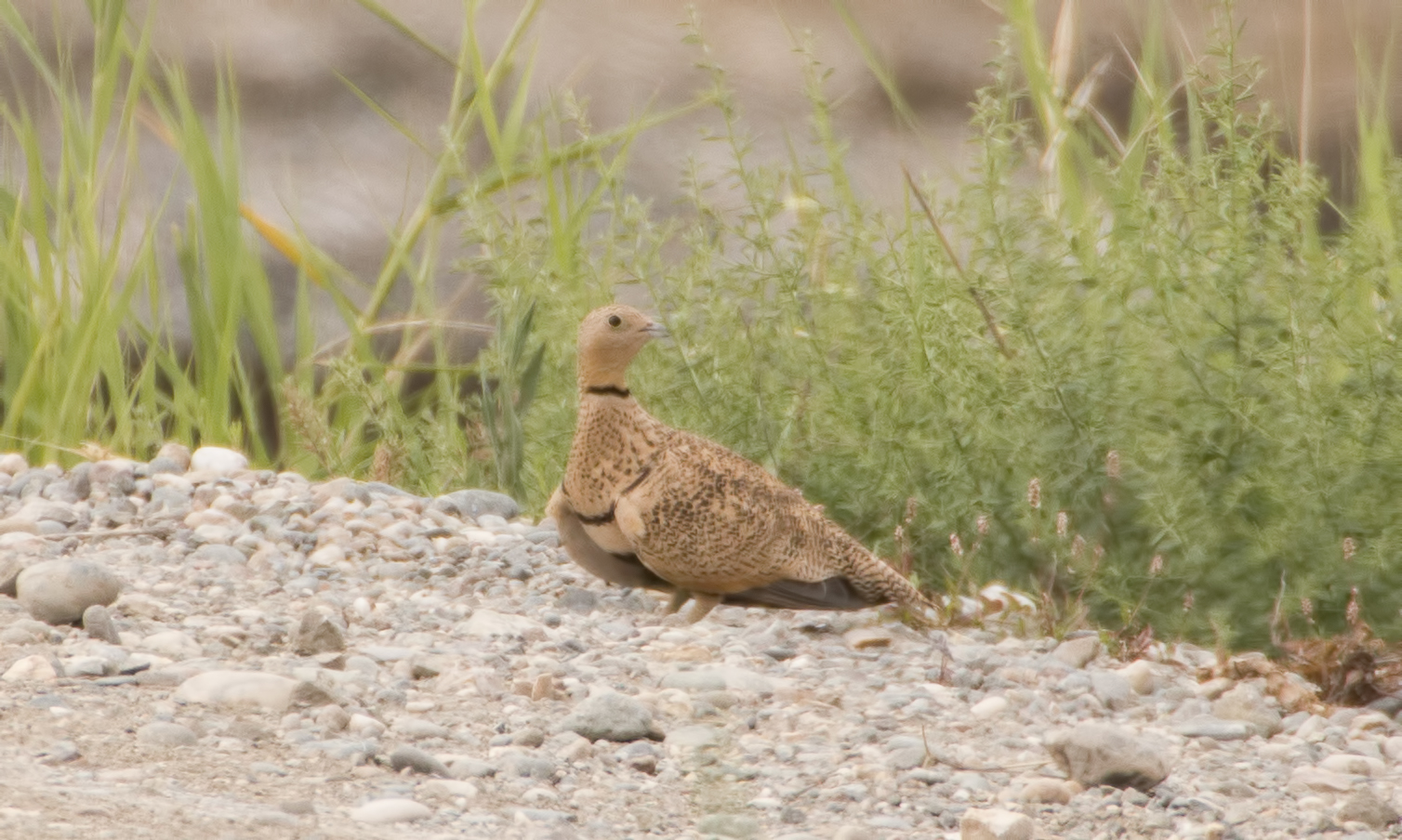Black-bellied Sandgrouse