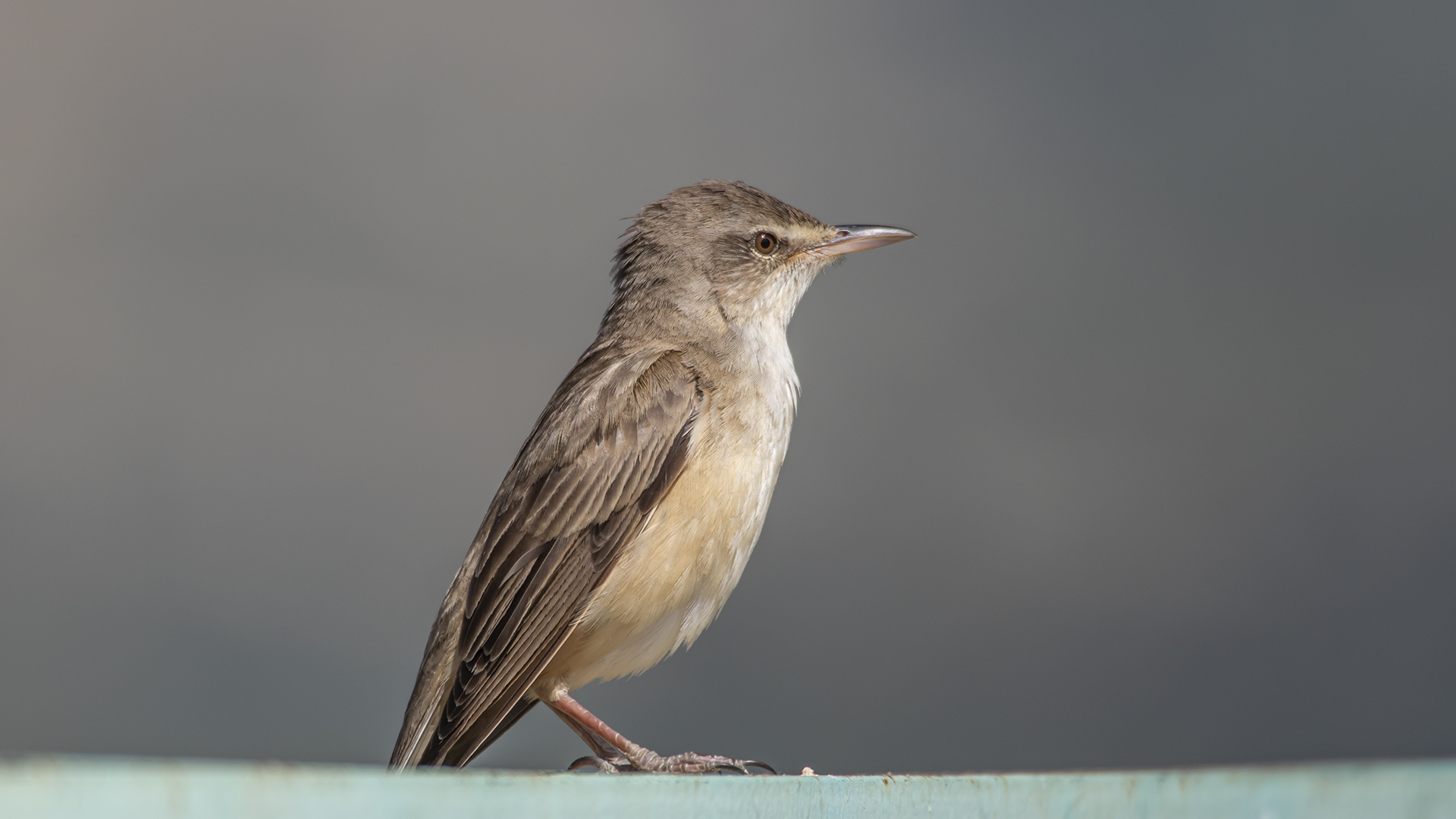 Eurasian Reed Warbler