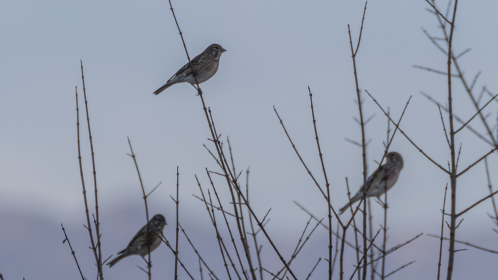 Eurasian Linnet