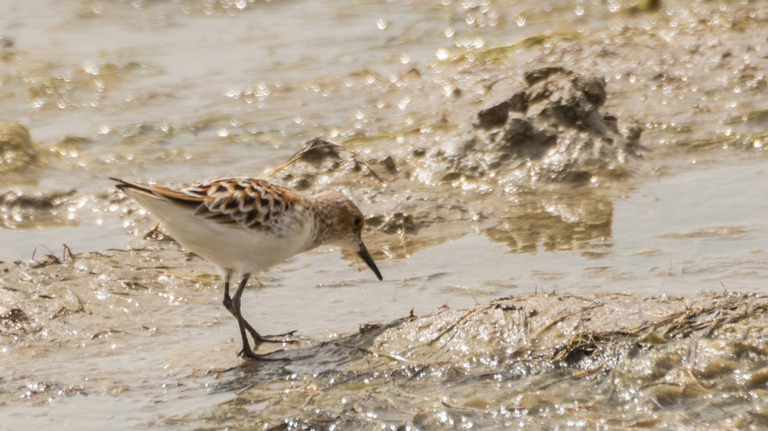 Little Stint