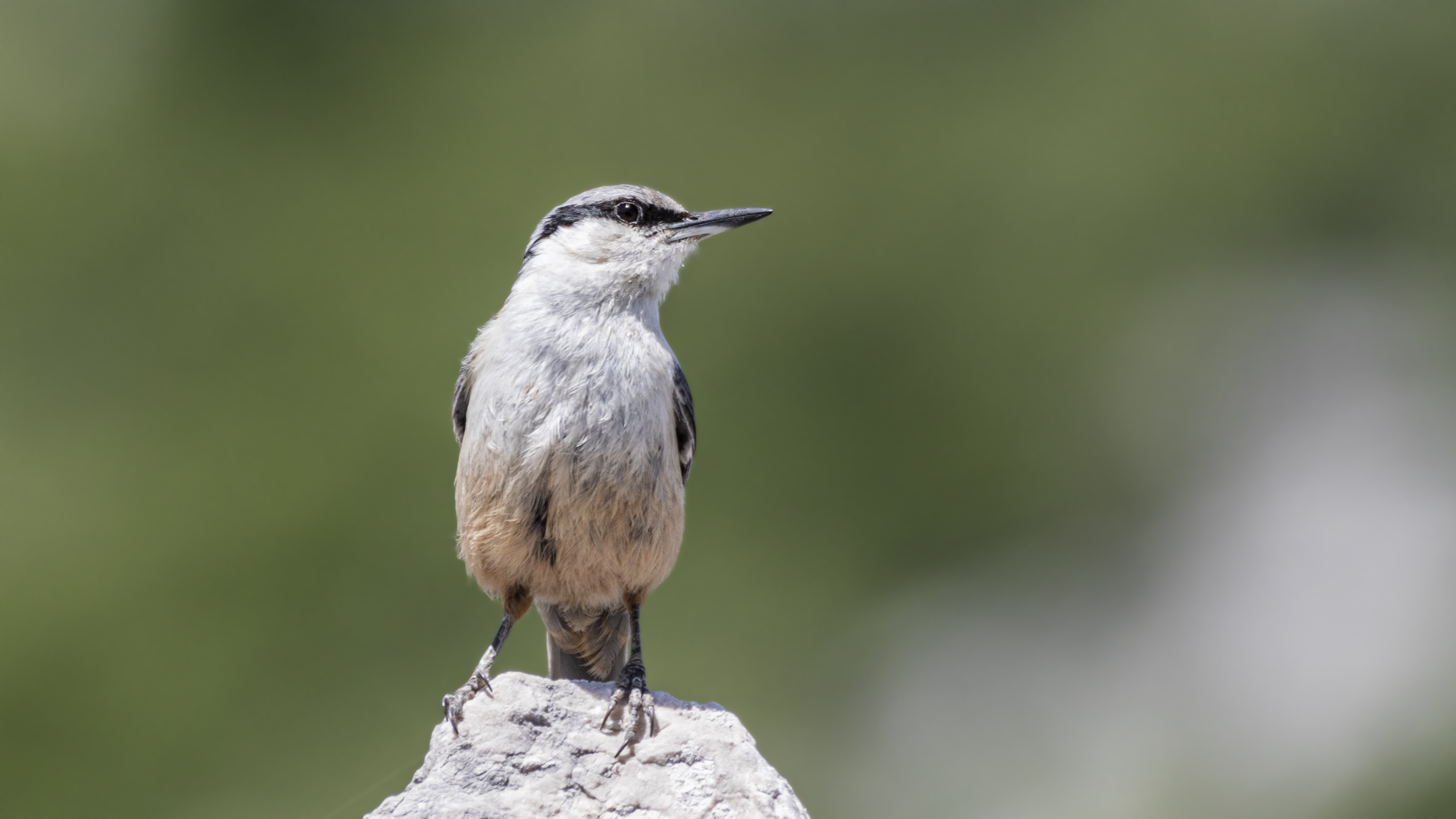 Western Rock Nuthatch