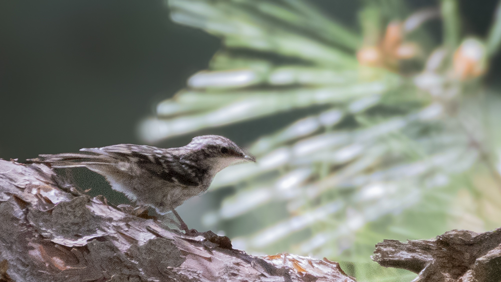 Eurasian Treecreeper