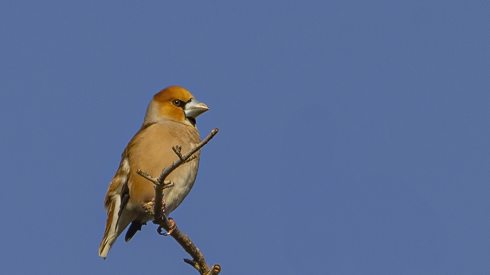 Hawfinch