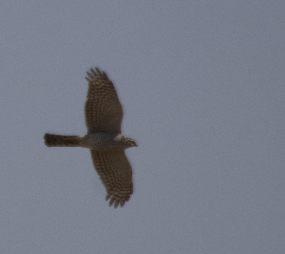 Northern Goshawk