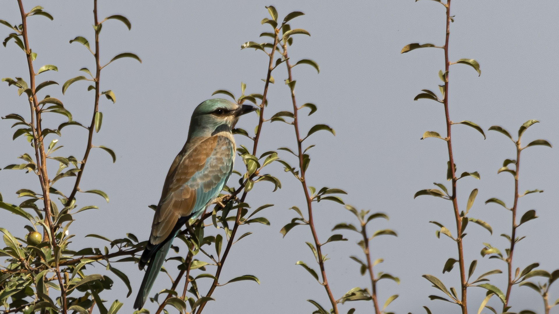 European Roller