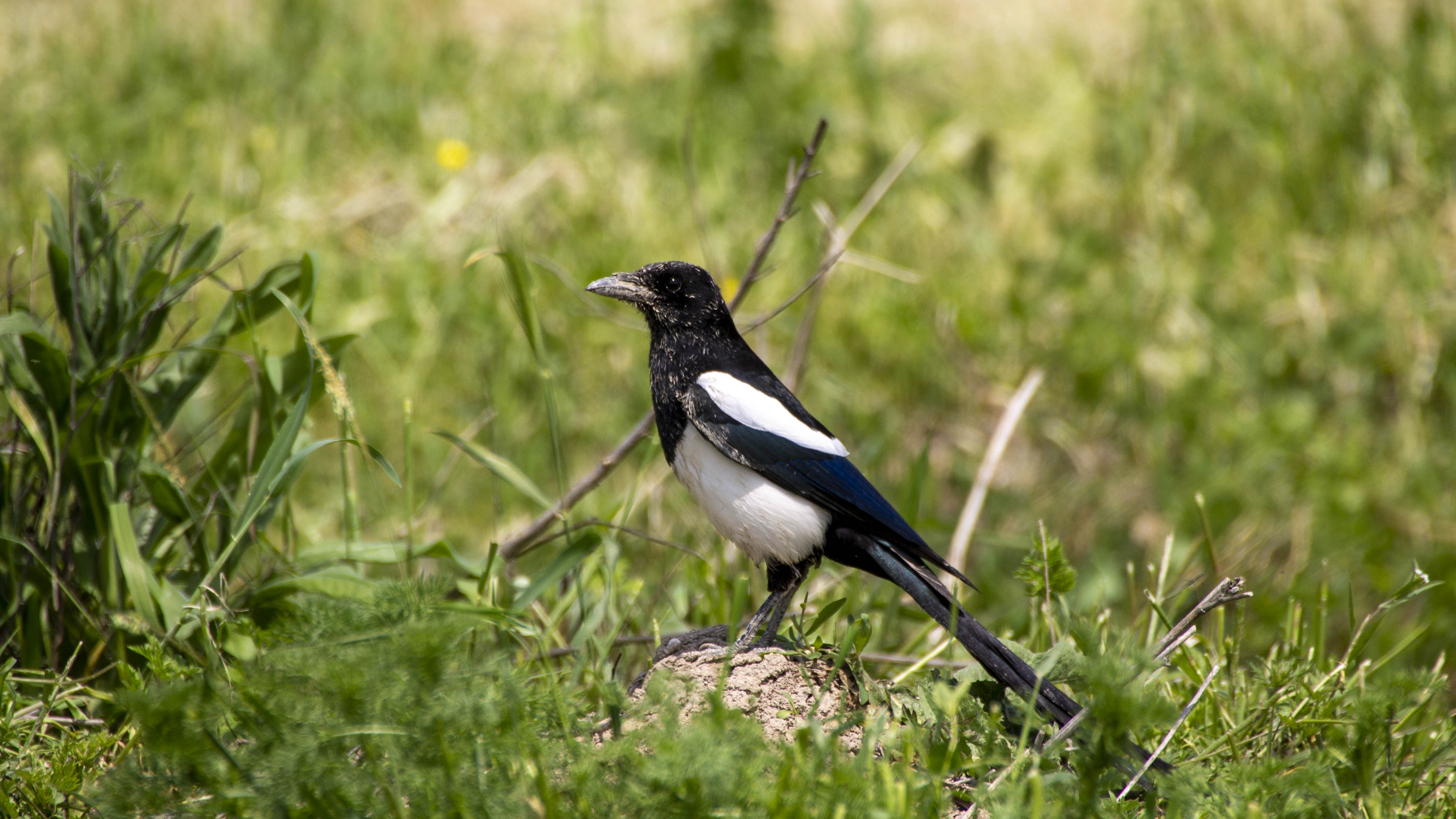 Eurasian Magpie
