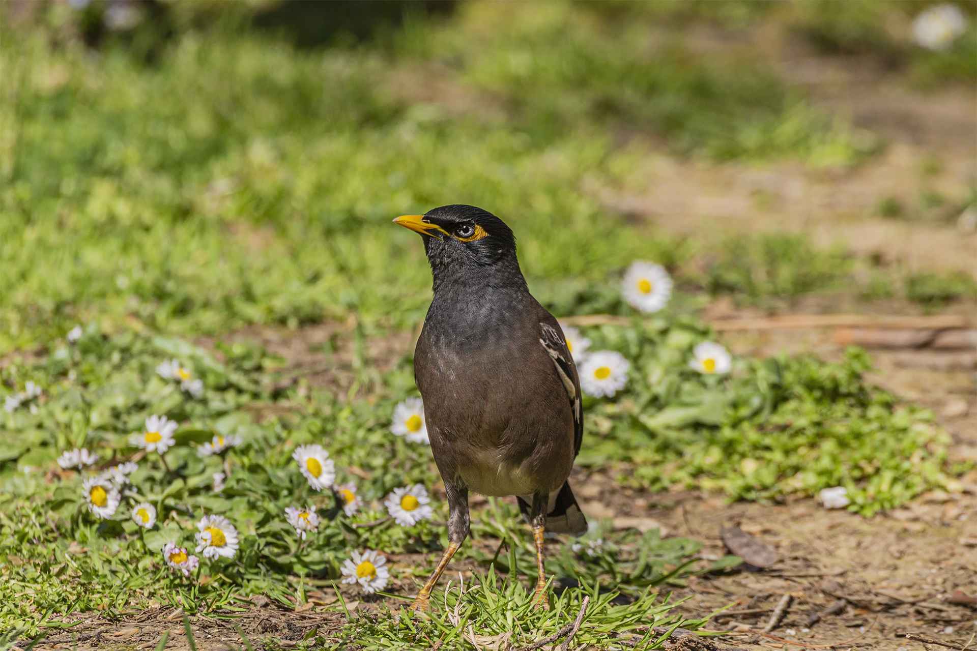 Common Myna