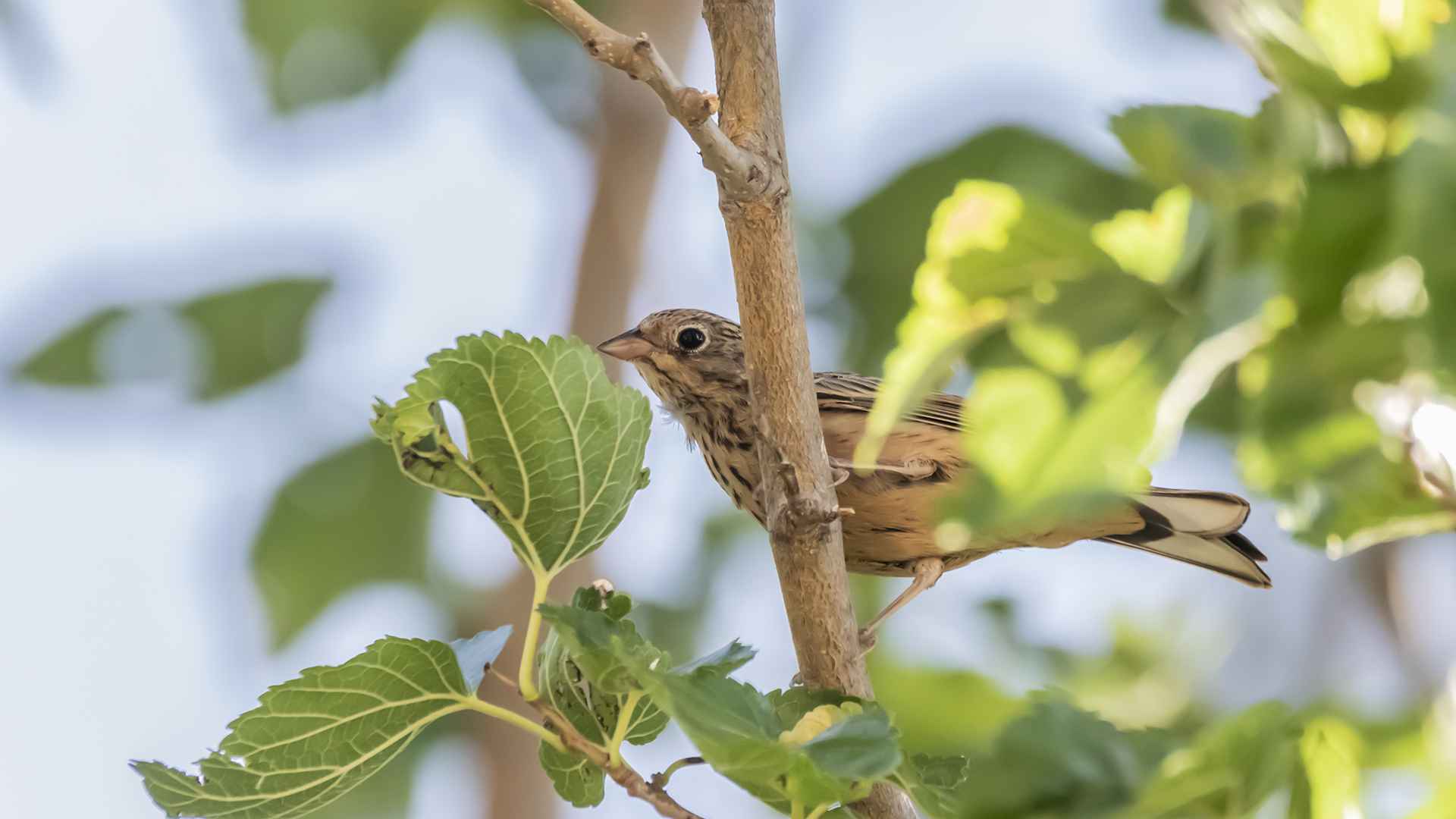 Ortolan Bunting