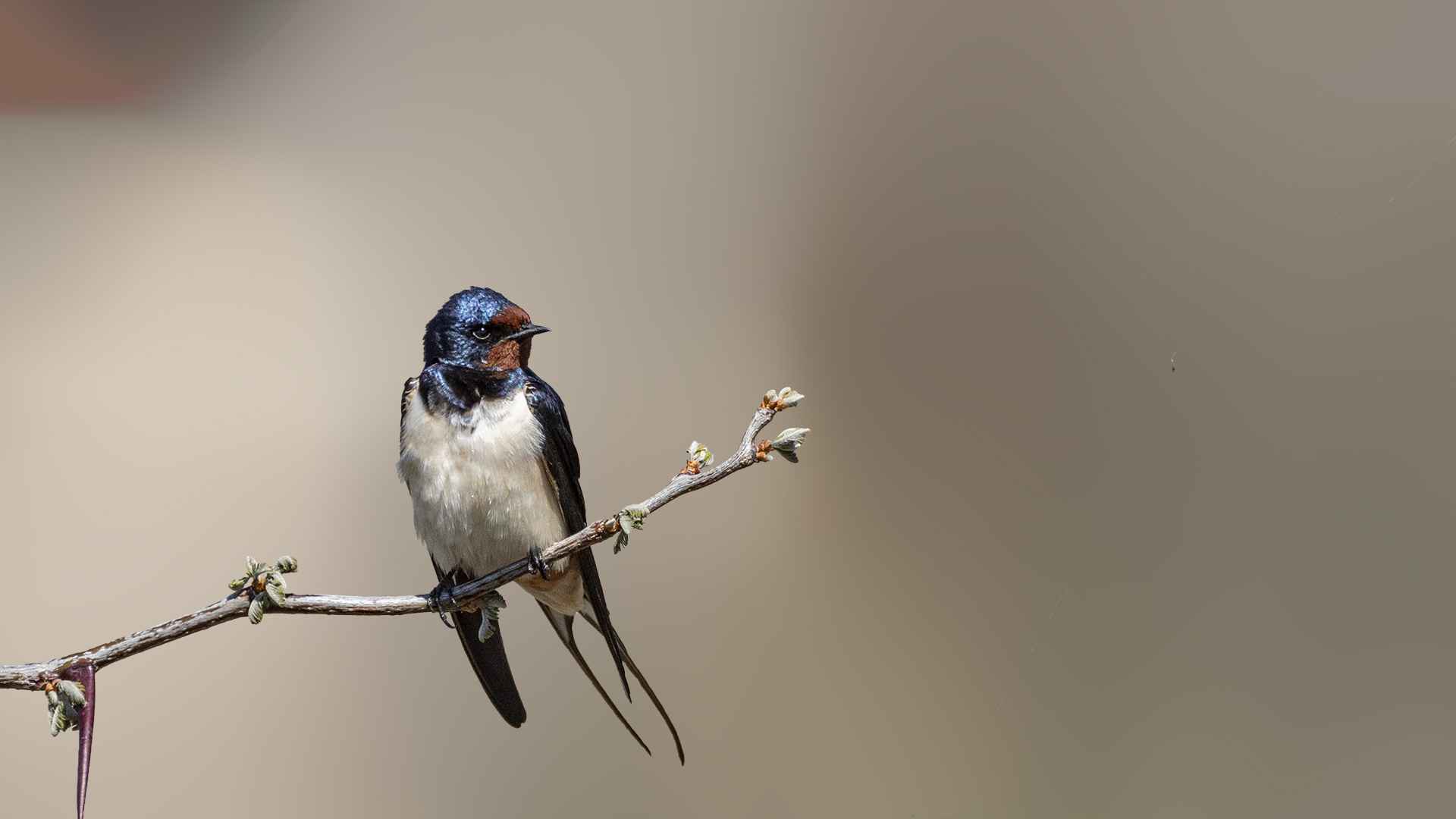 Barn Swallow